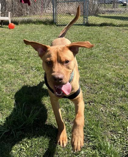 Enlarge Duke, a Adoptable mixed breed in Potsdam, NY image 3/4