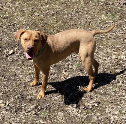 Enlarge Duke, a Adoptable mixed breed in Potsdam, NY image 4/4