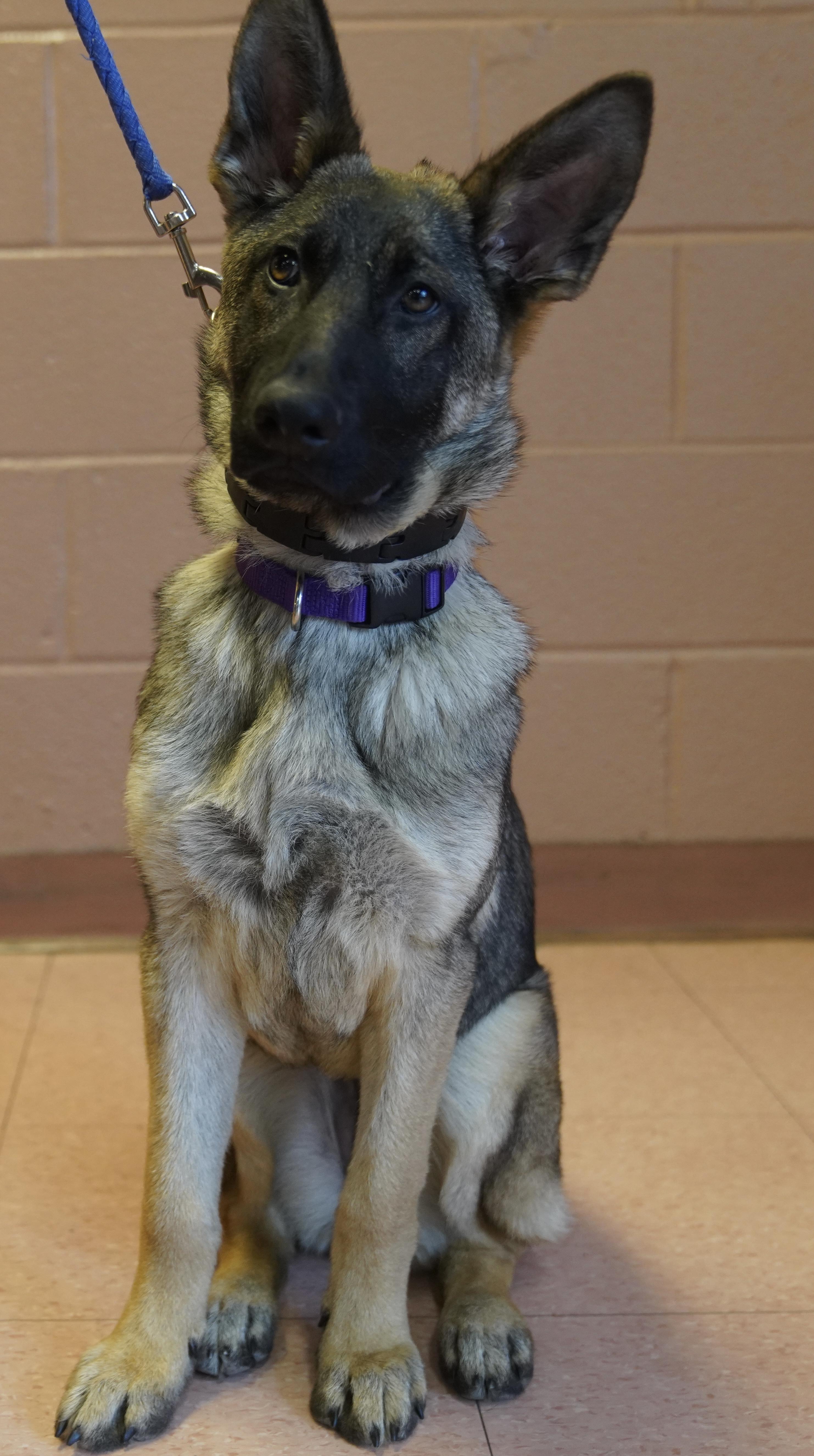 Enlarge Lexi , a ADOPTABLE German Shepherd Dog in Pottsville, PA image 6/6