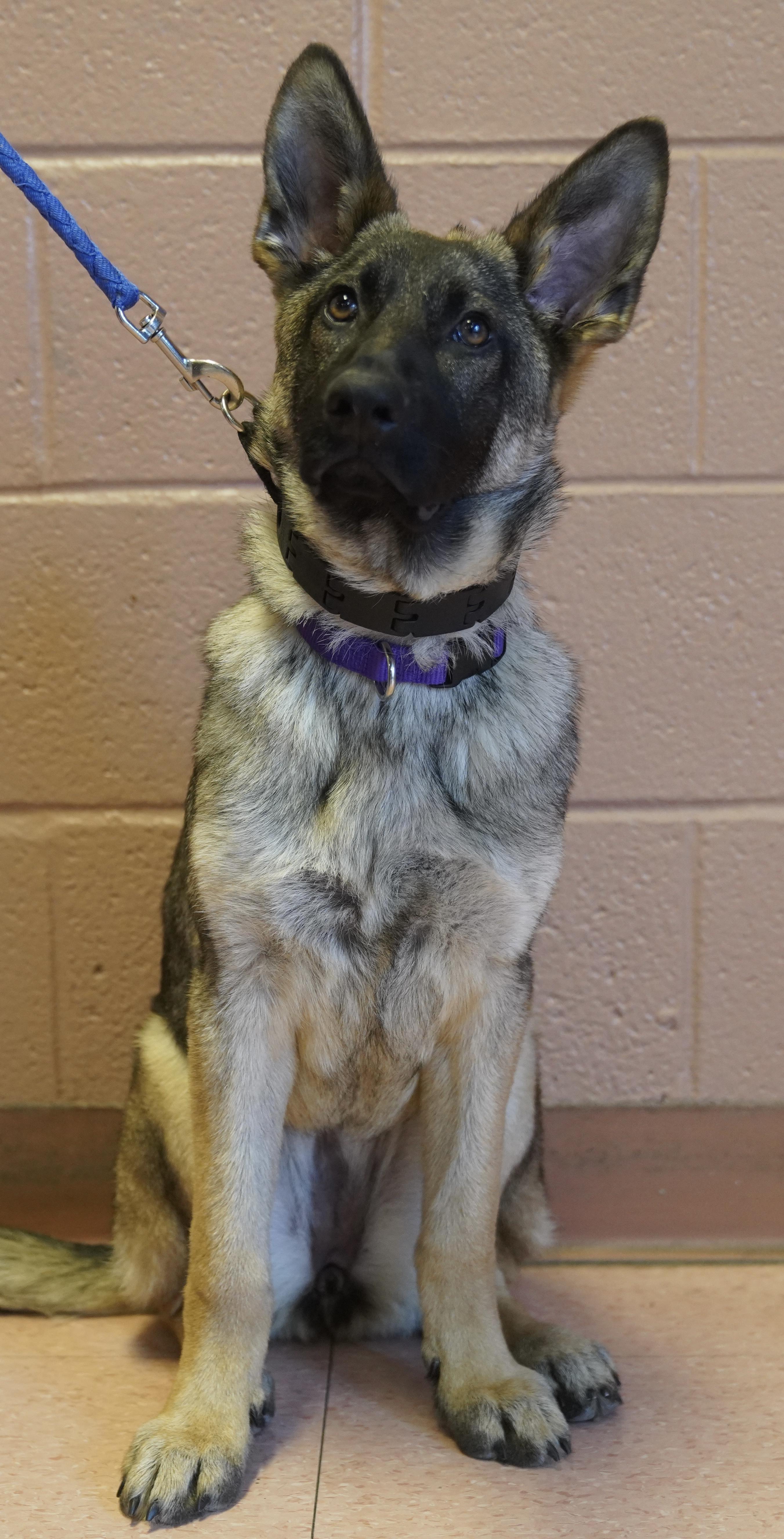 Enlarge Lexi , a ADOPTABLE German Shepherd Dog in Pottsville, PA image 4/6