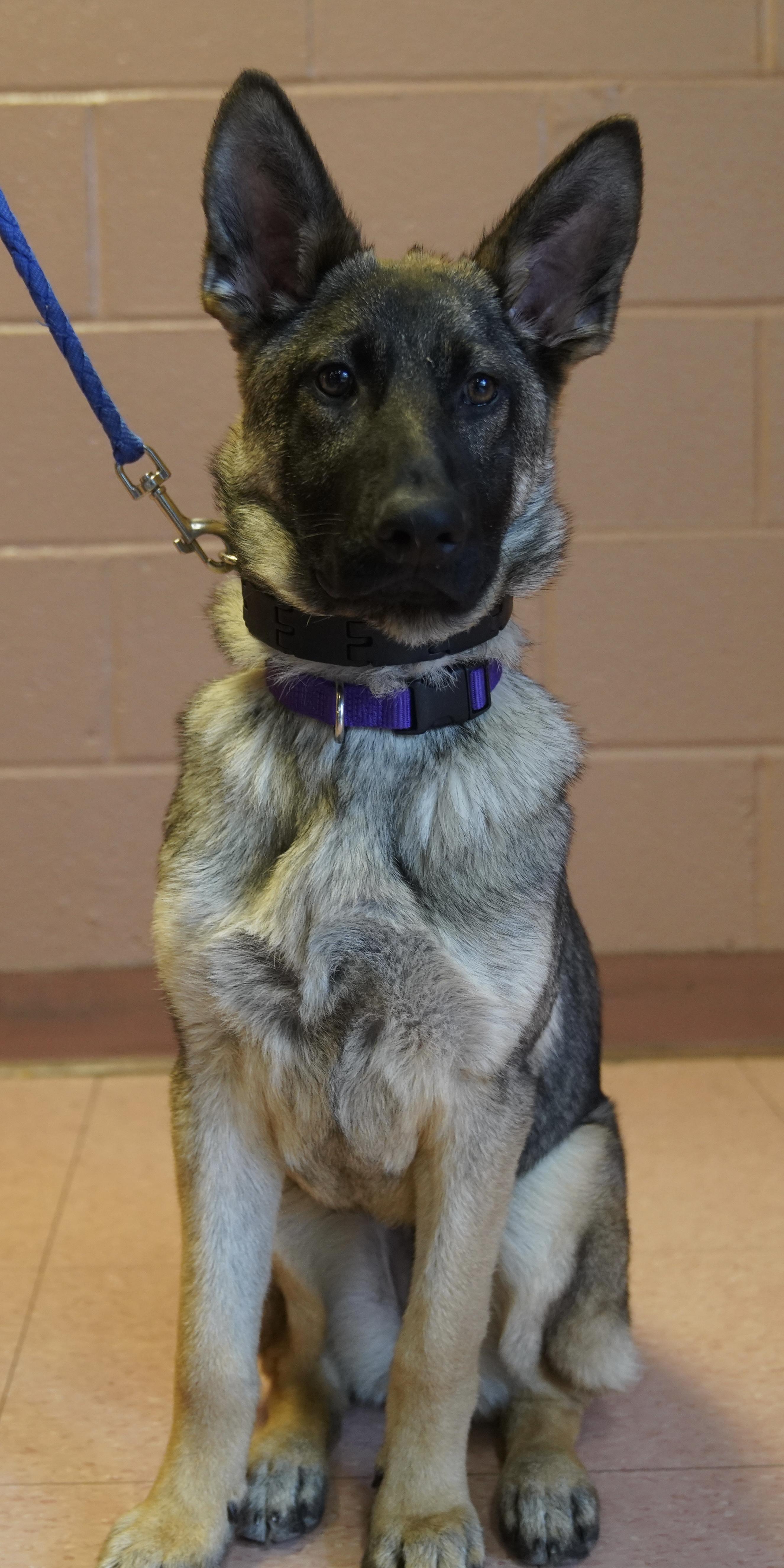 Enlarge Lexi , a ADOPTABLE German Shepherd Dog in Pottsville, PA image 5/6