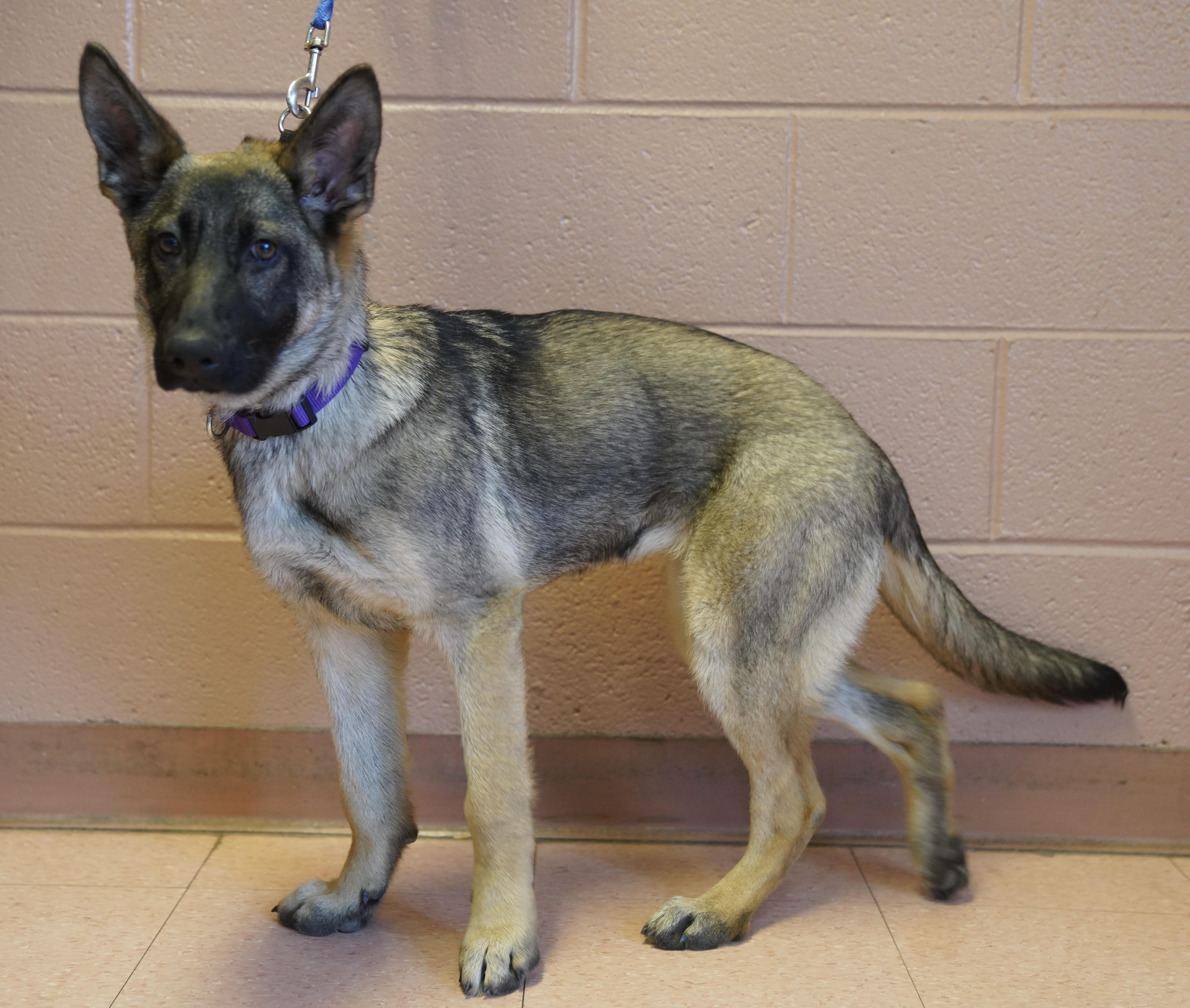 Enlarge Lexi , a ADOPTABLE German Shepherd Dog in Pottsville, PA image 2/6