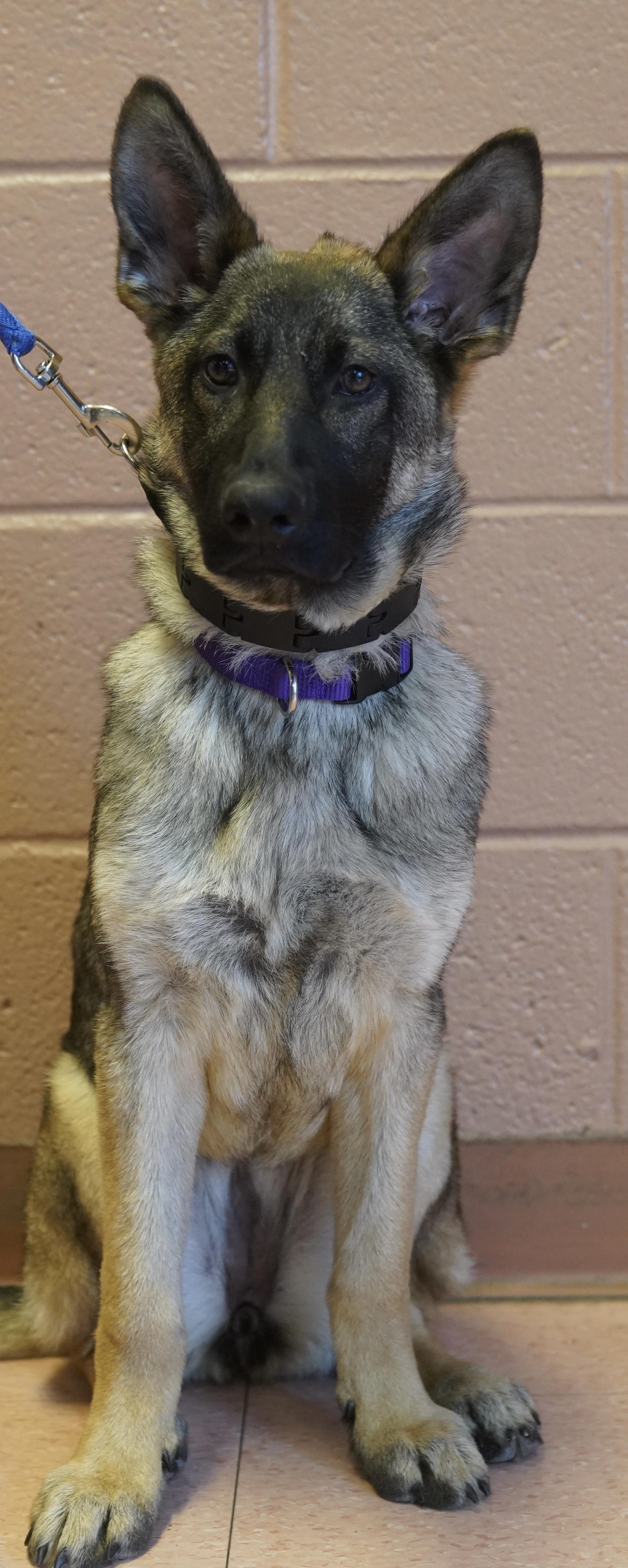 Enlarge Lexi , a ADOPTABLE German Shepherd Dog in Pottsville, PA image 3/6