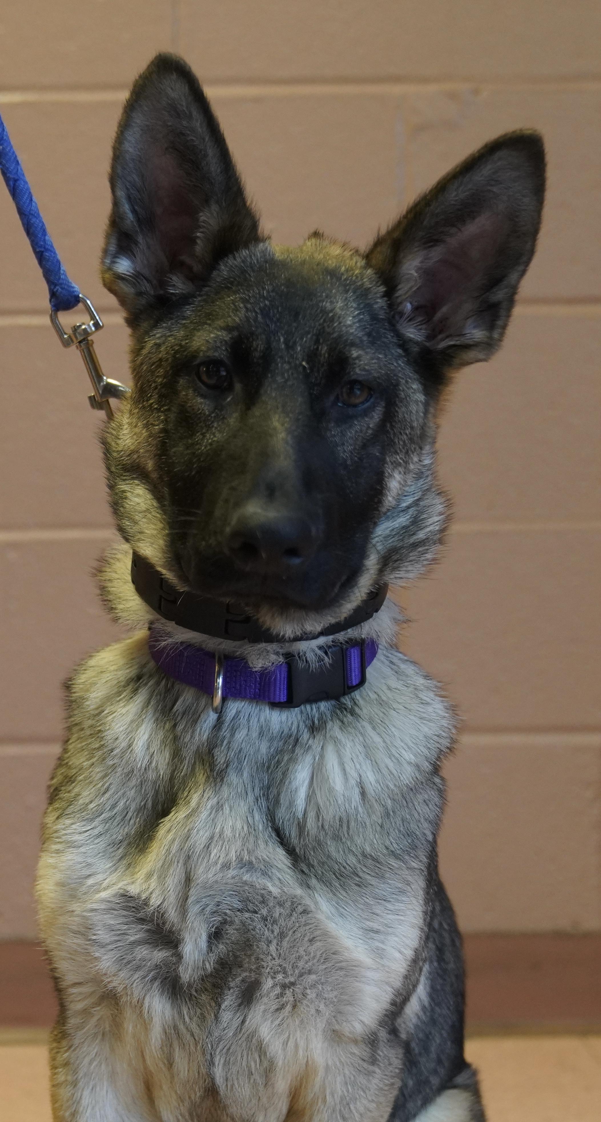 Lexi , ADOPTABLE, Puppy Female German Shepherd Dog.