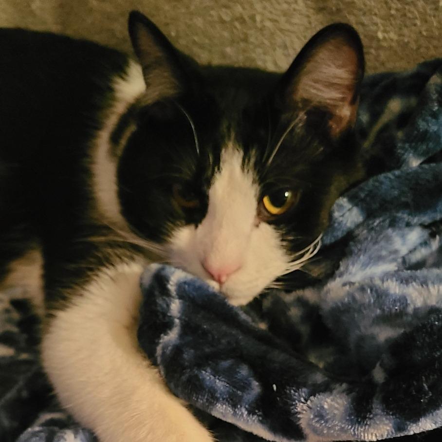 Spork, Adoptable, Adult Male Domestic Short Hair.