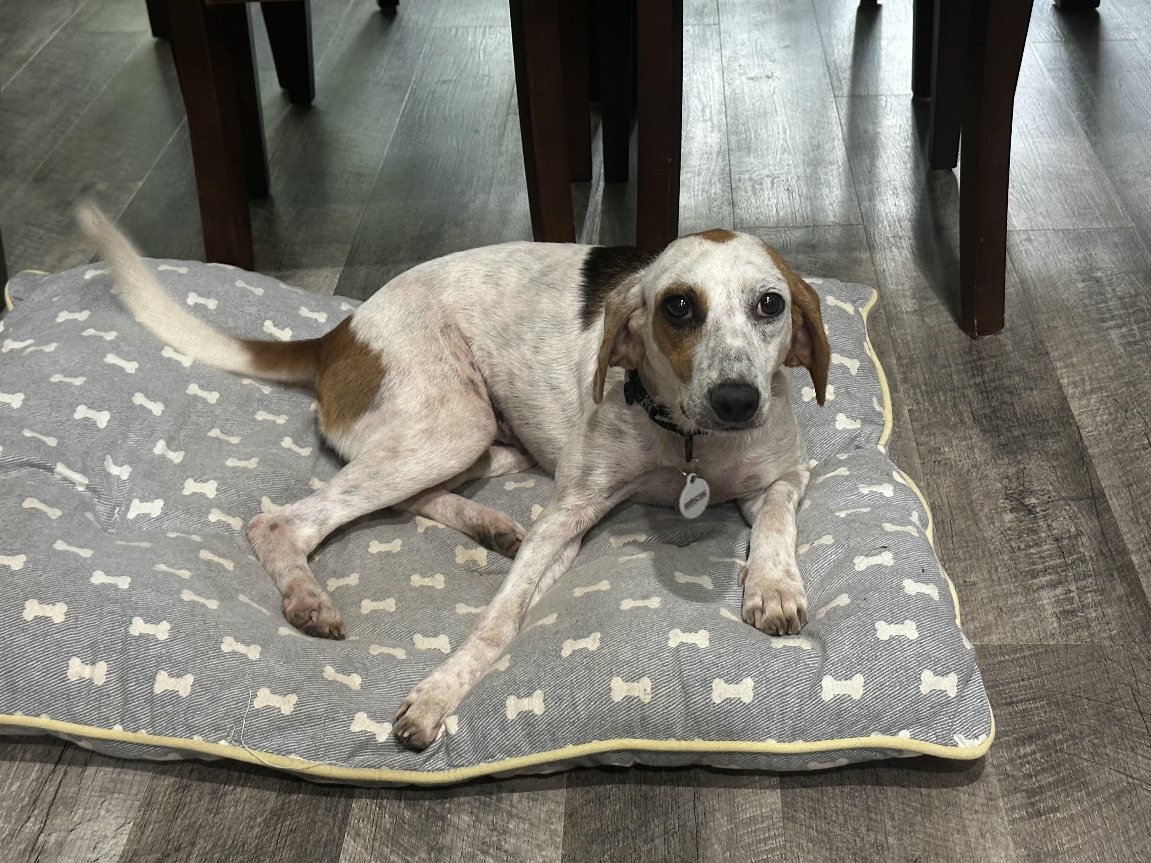 Enlarge Suzie, a Adoptable mixed breed in Columbia, SC image 1/5