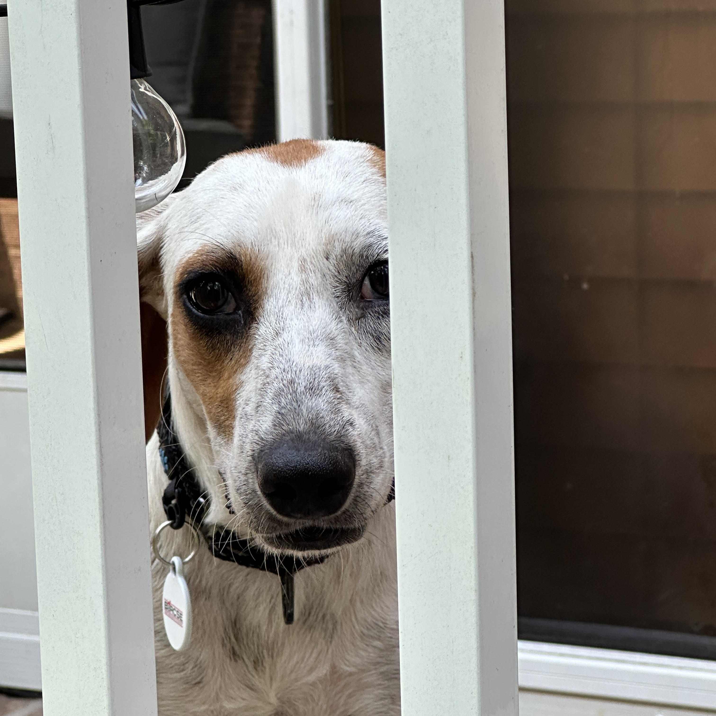 Enlarge Suzie, a Adoptable mixed breed in Columbia, SC image 2/5