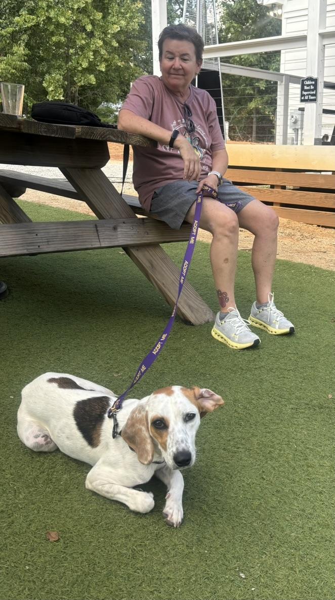 Enlarge Suzie, a Adoptable mixed breed in Columbia, SC image 5/5