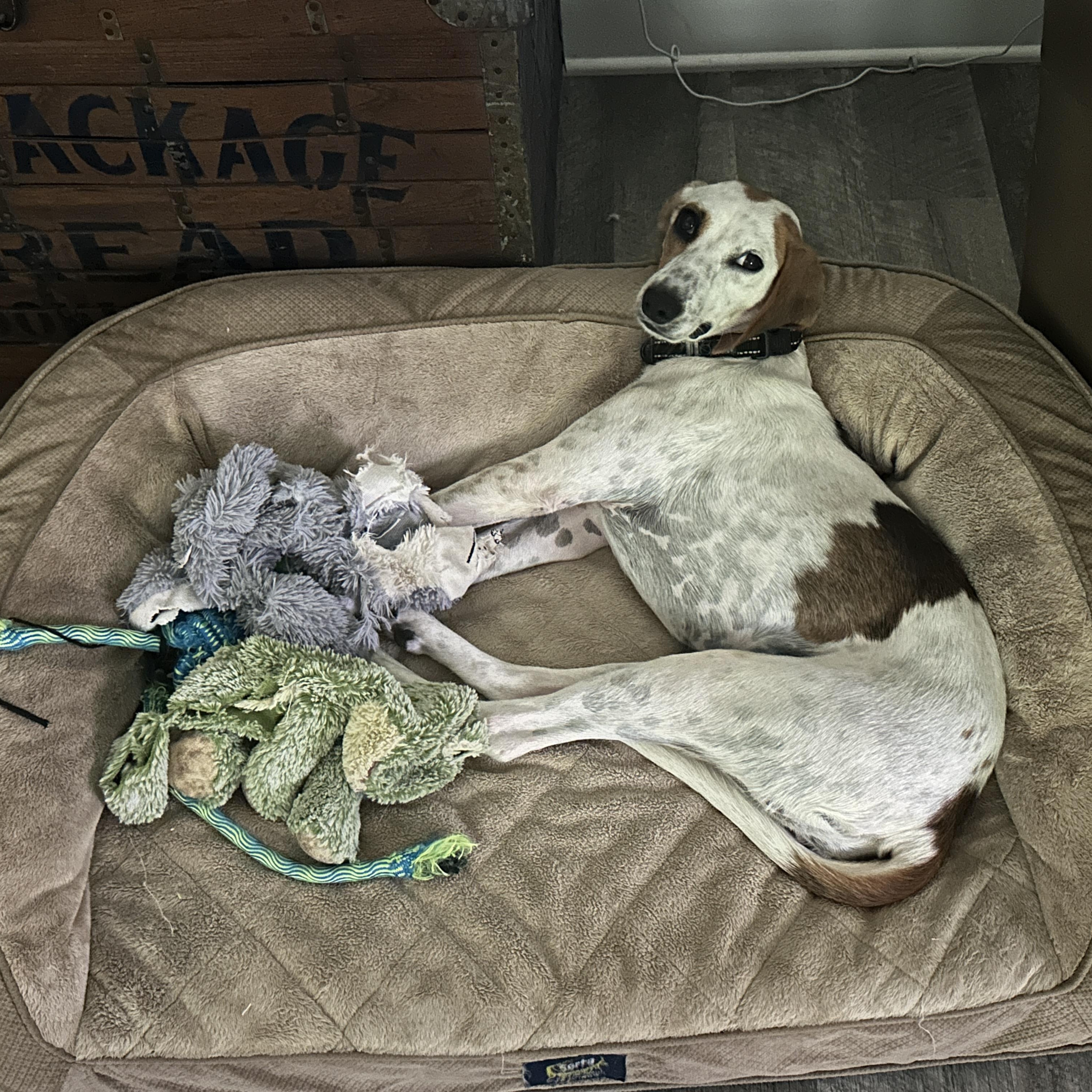 Enlarge Suzie, a Adoptable mixed breed in Columbia, SC image 4/5