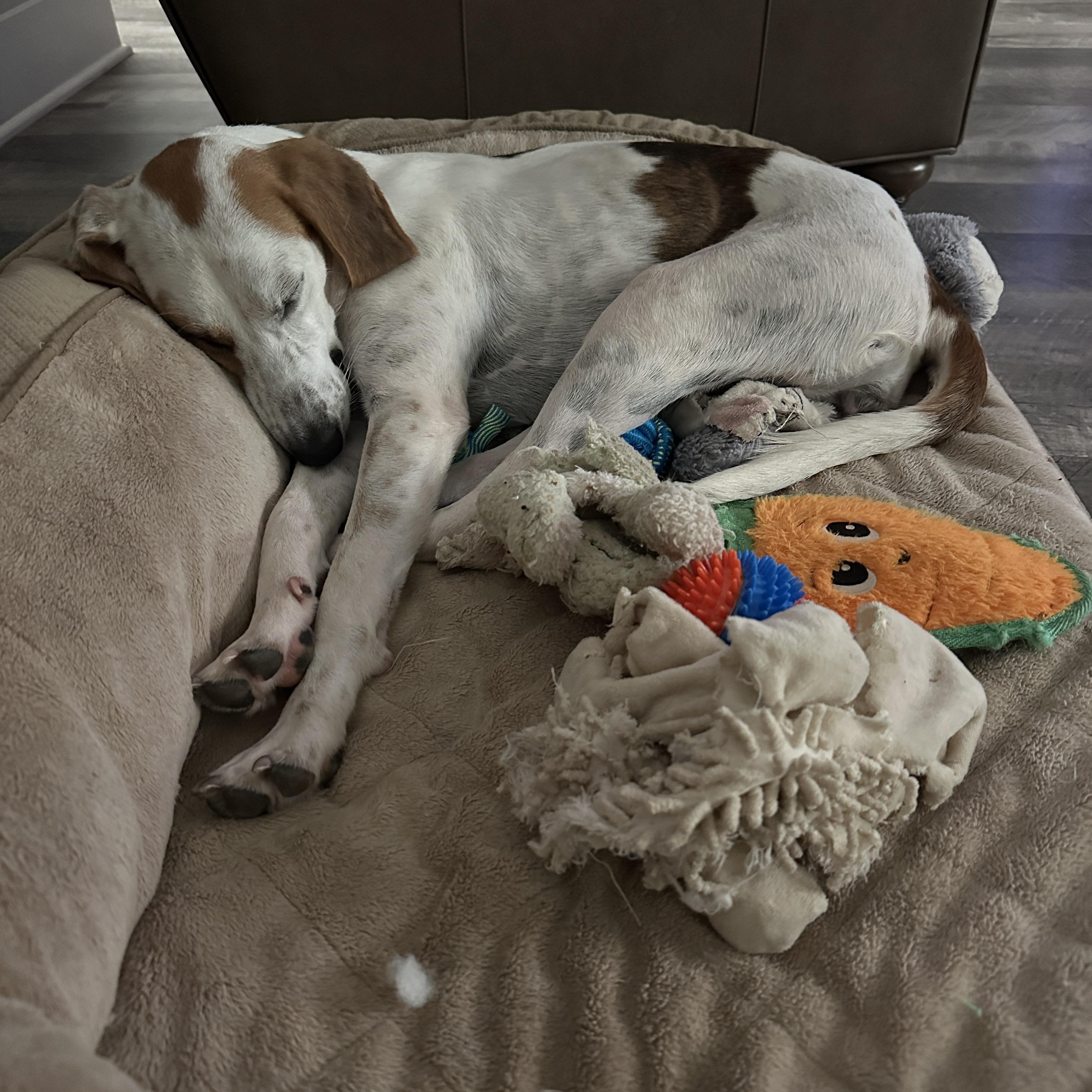 Enlarge Suzie, a Adoptable mixed breed in Columbia, SC image 3/5