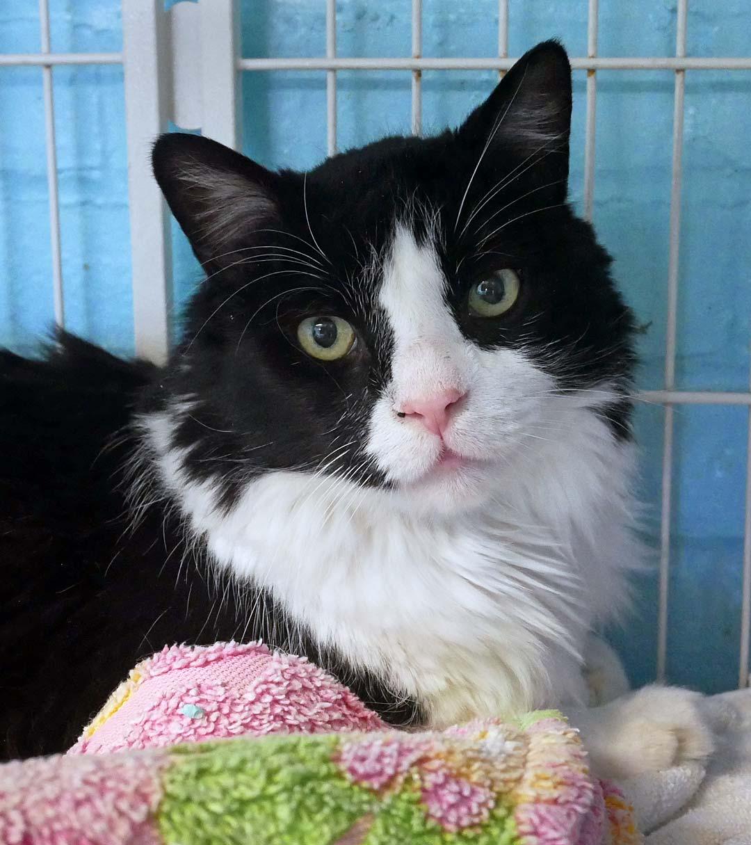 Oreo, ADOPTABLE, Adult Male Maine Coon & Tuxedo.