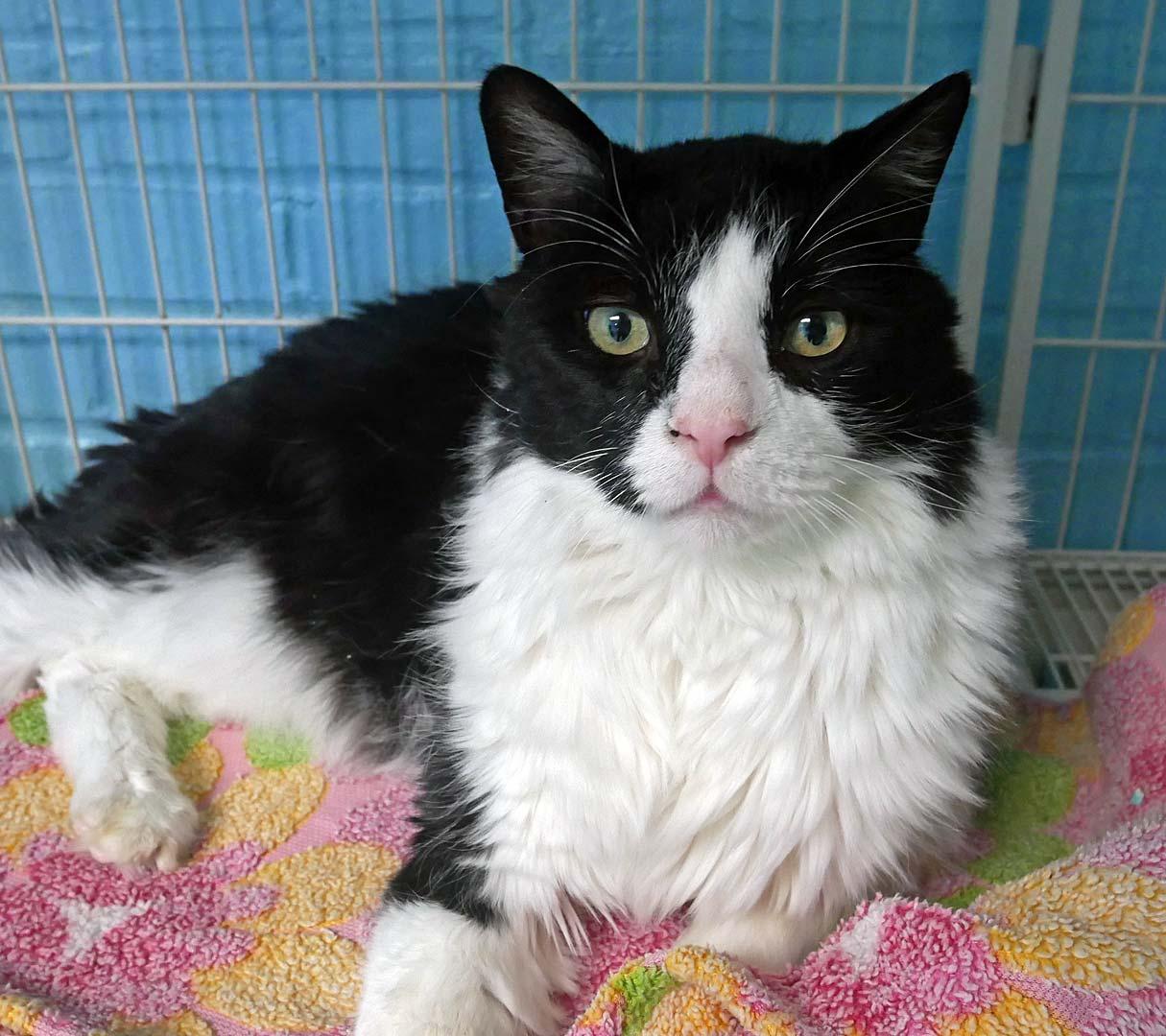 Oreo, a ADOPTABLE mixed breed in Bloomingdale, NJ image 2/4