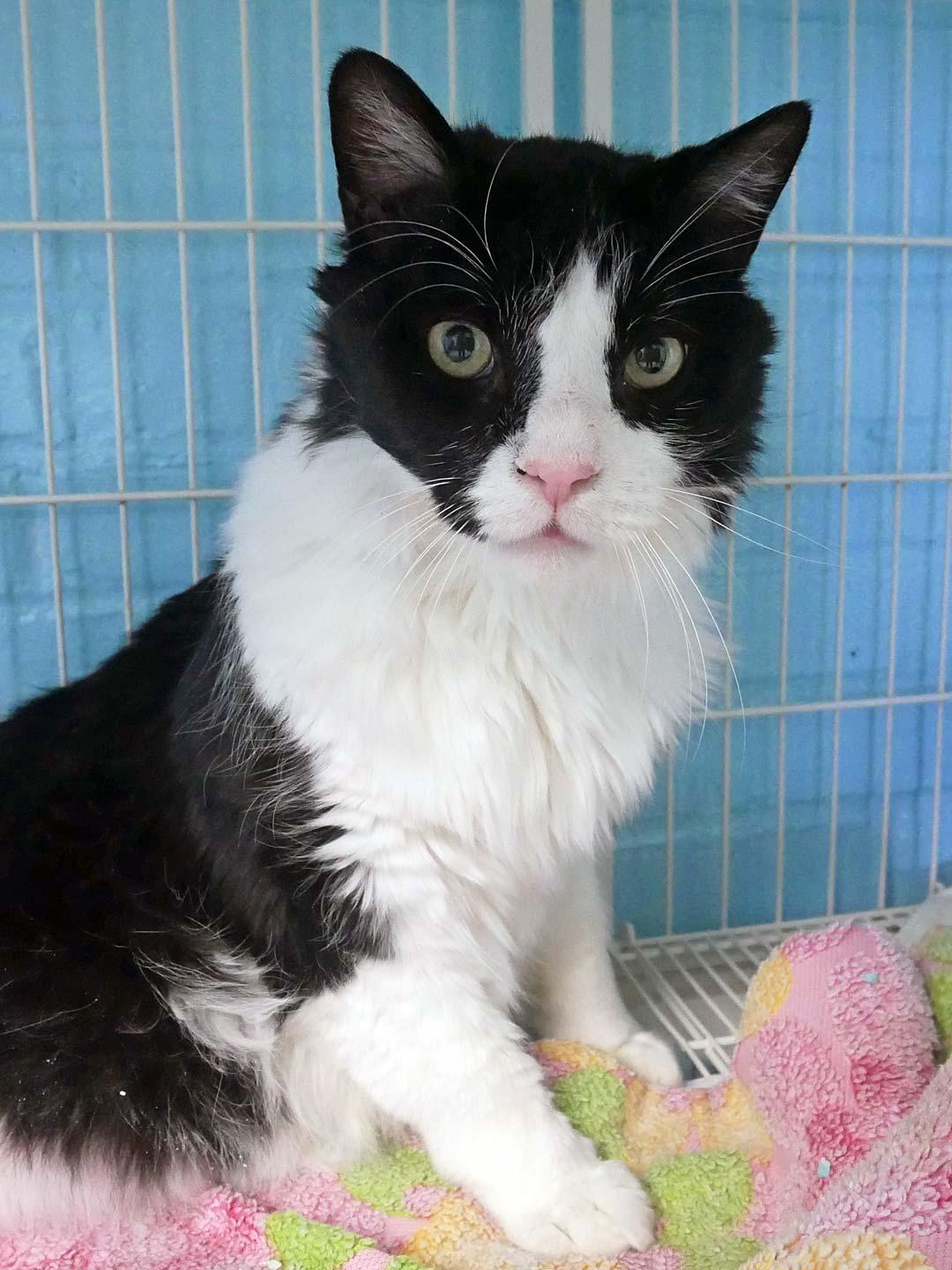 Oreo, a ADOPTABLE mixed breed in Bloomingdale, NJ image 3/4