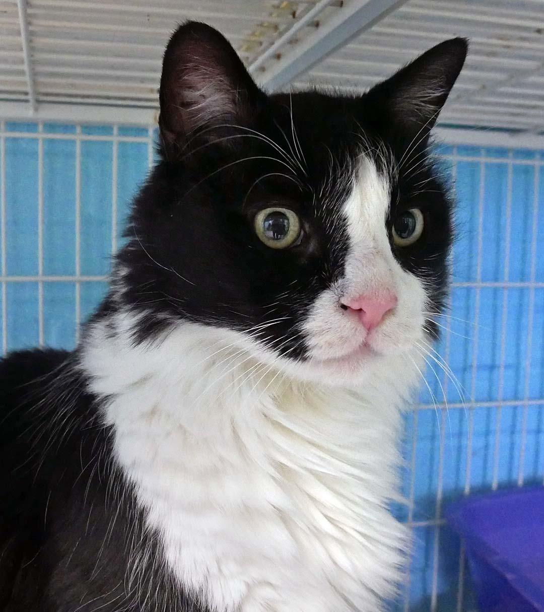 Oreo, a ADOPTABLE mixed breed in Bloomingdale, NJ image 4/4