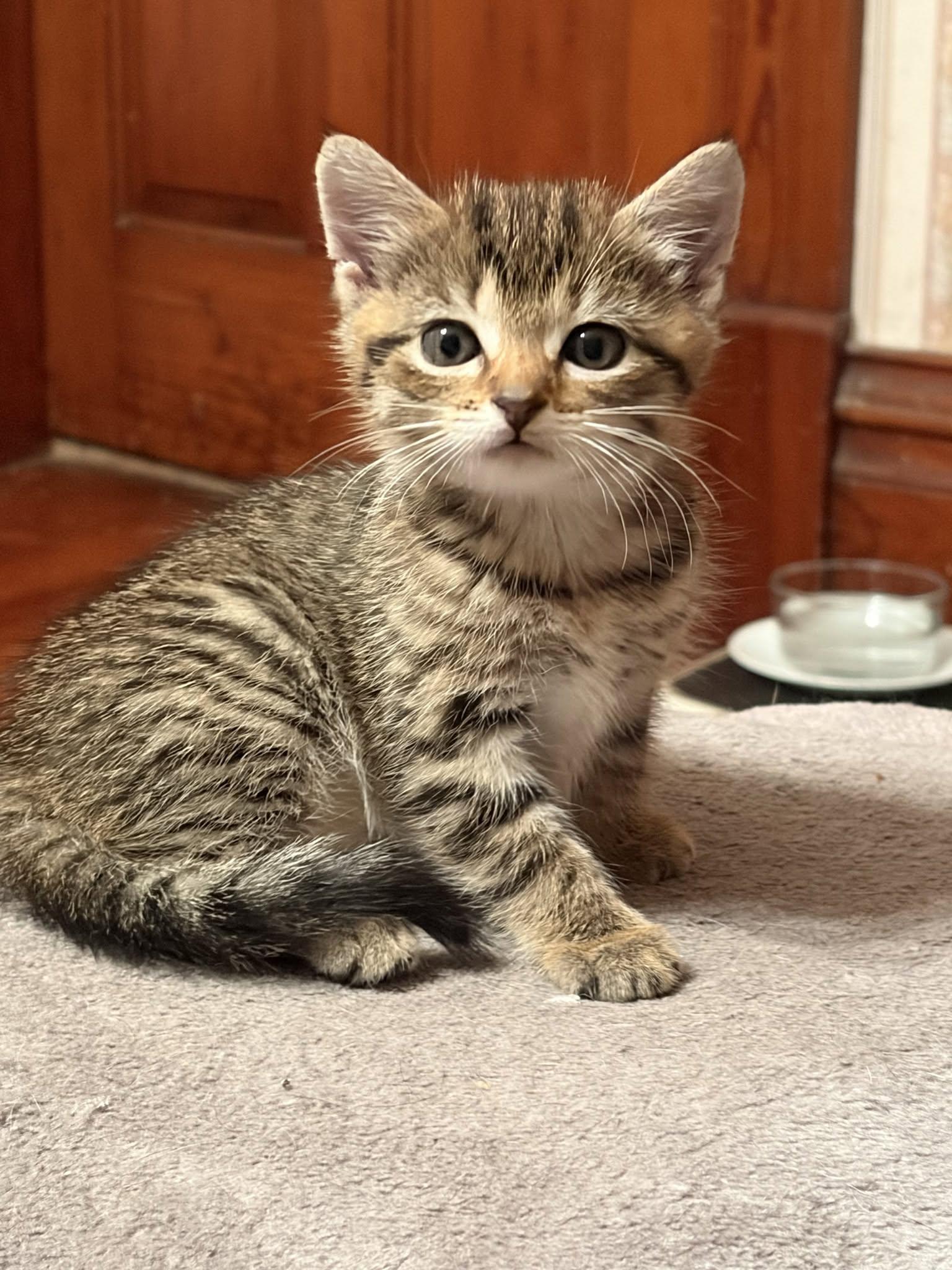 Enlarge Lucy, a Adopted Tabby in Decorah, IA image 1/1