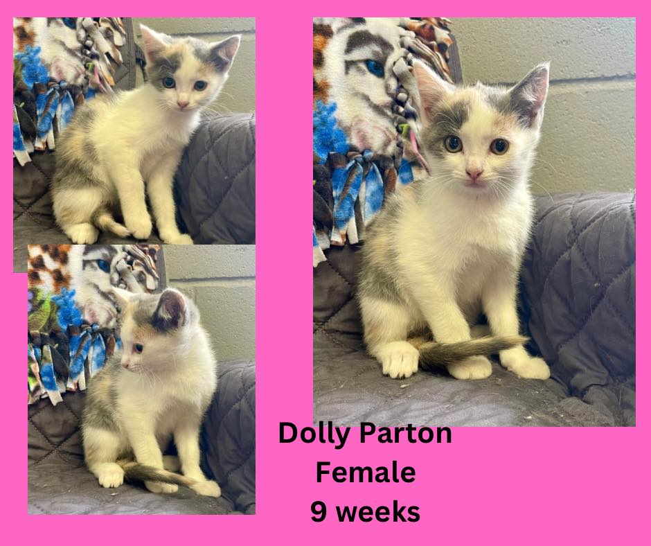 Dolly Parton, Adopted, Kitten Female Domestic Short Hair.