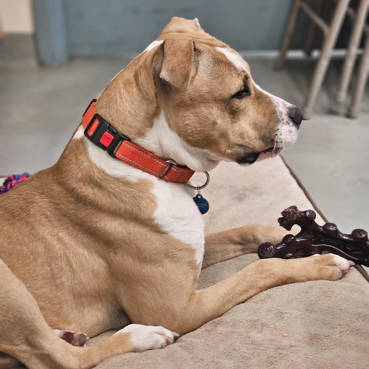 Enlarge Finley, an adopted Pit Bull Terrier in Medfield, MA image 3/6
