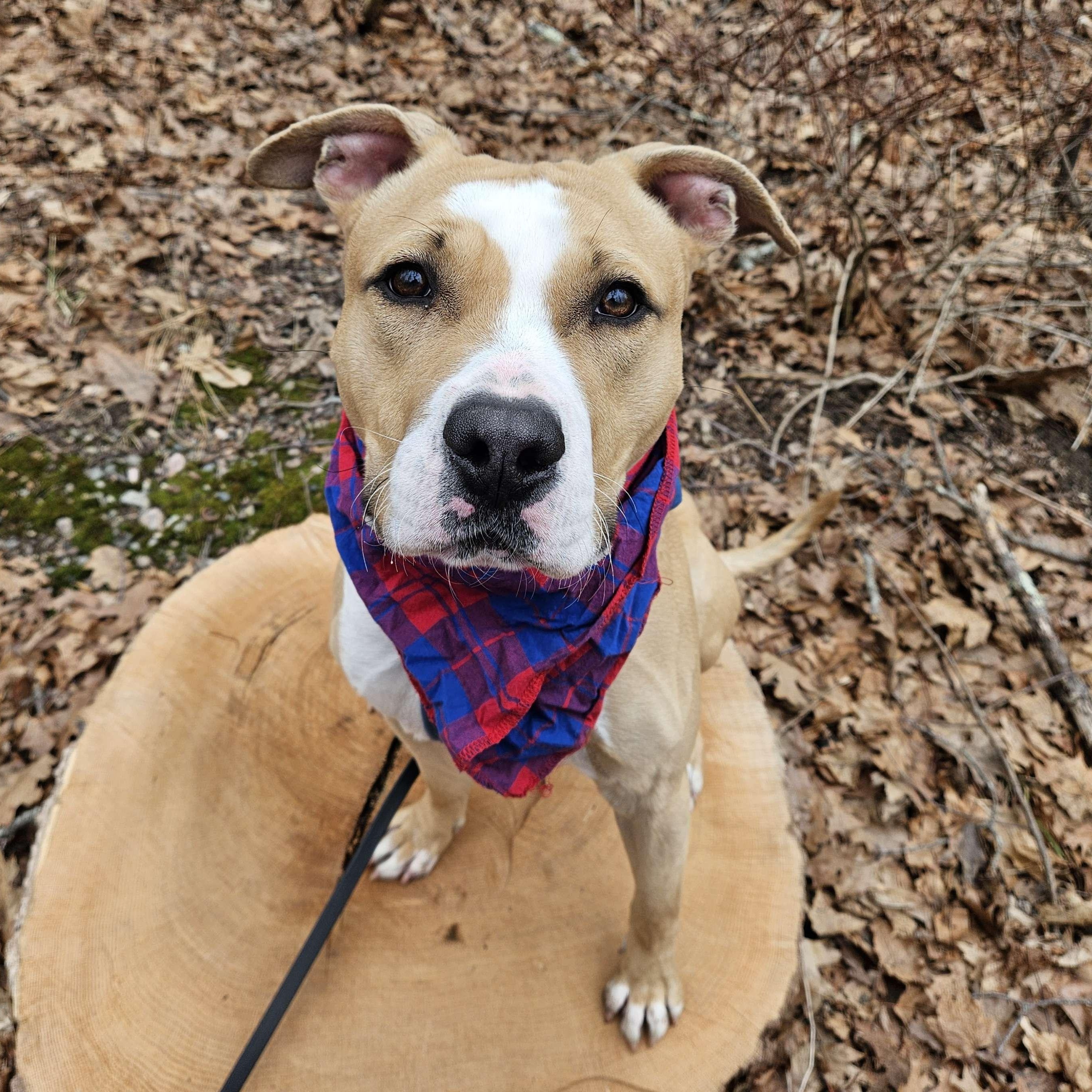 Enlarge Finley, an adopted Pit Bull Terrier in Medfield, MA image 5/6
