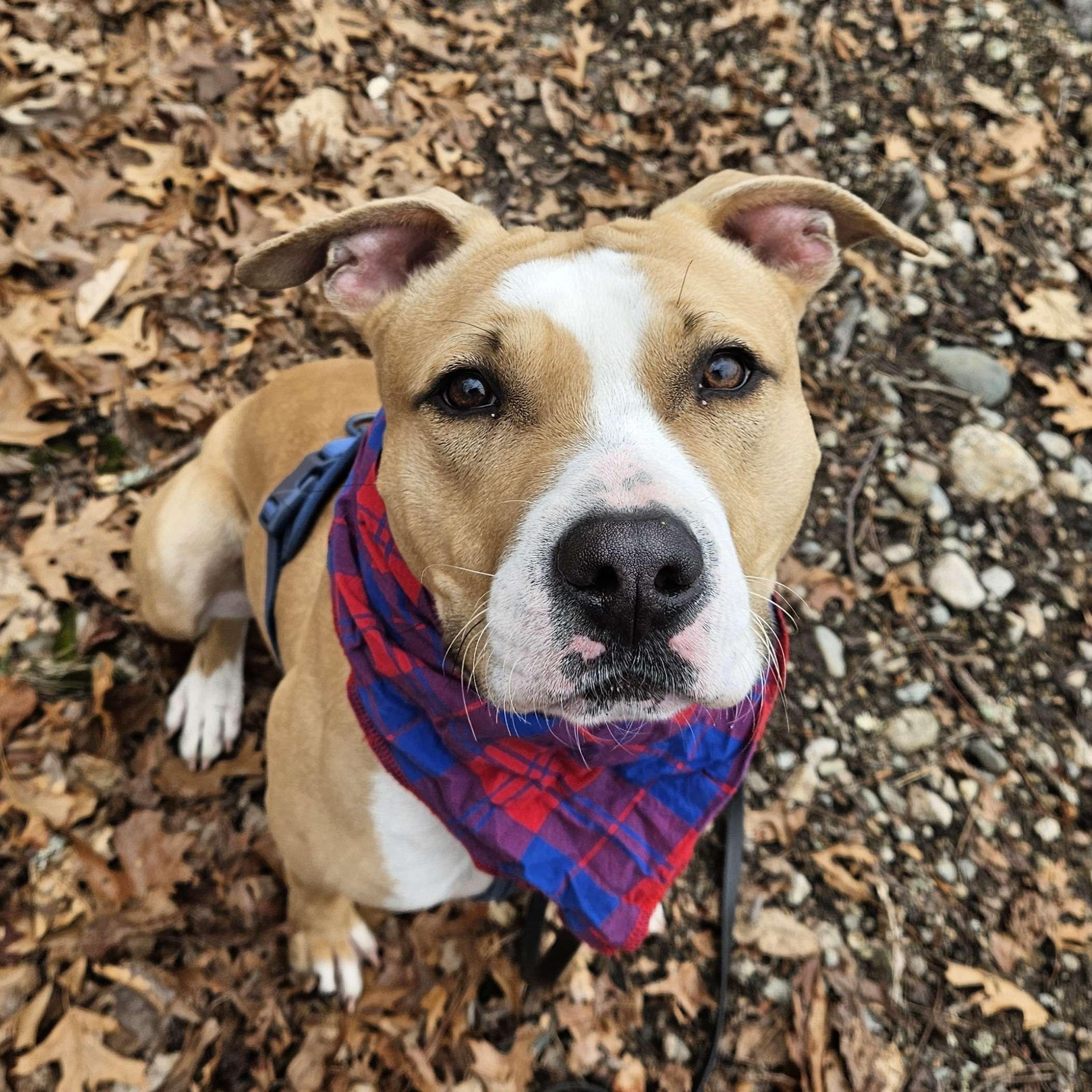 Enlarge Finley, an adopted Pit Bull Terrier in Medfield, MA image 1/6