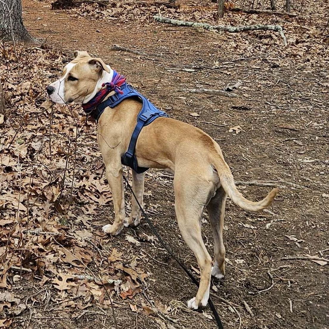 Enlarge Finley, an adopted Pit Bull Terrier in Medfield, MA image 2/6