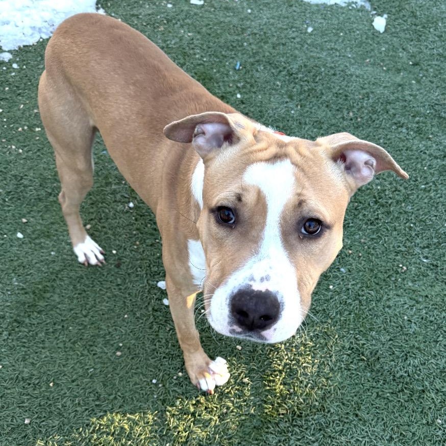 Enlarge Finley, an adopted Pit Bull Terrier in Medfield, MA image 4/6