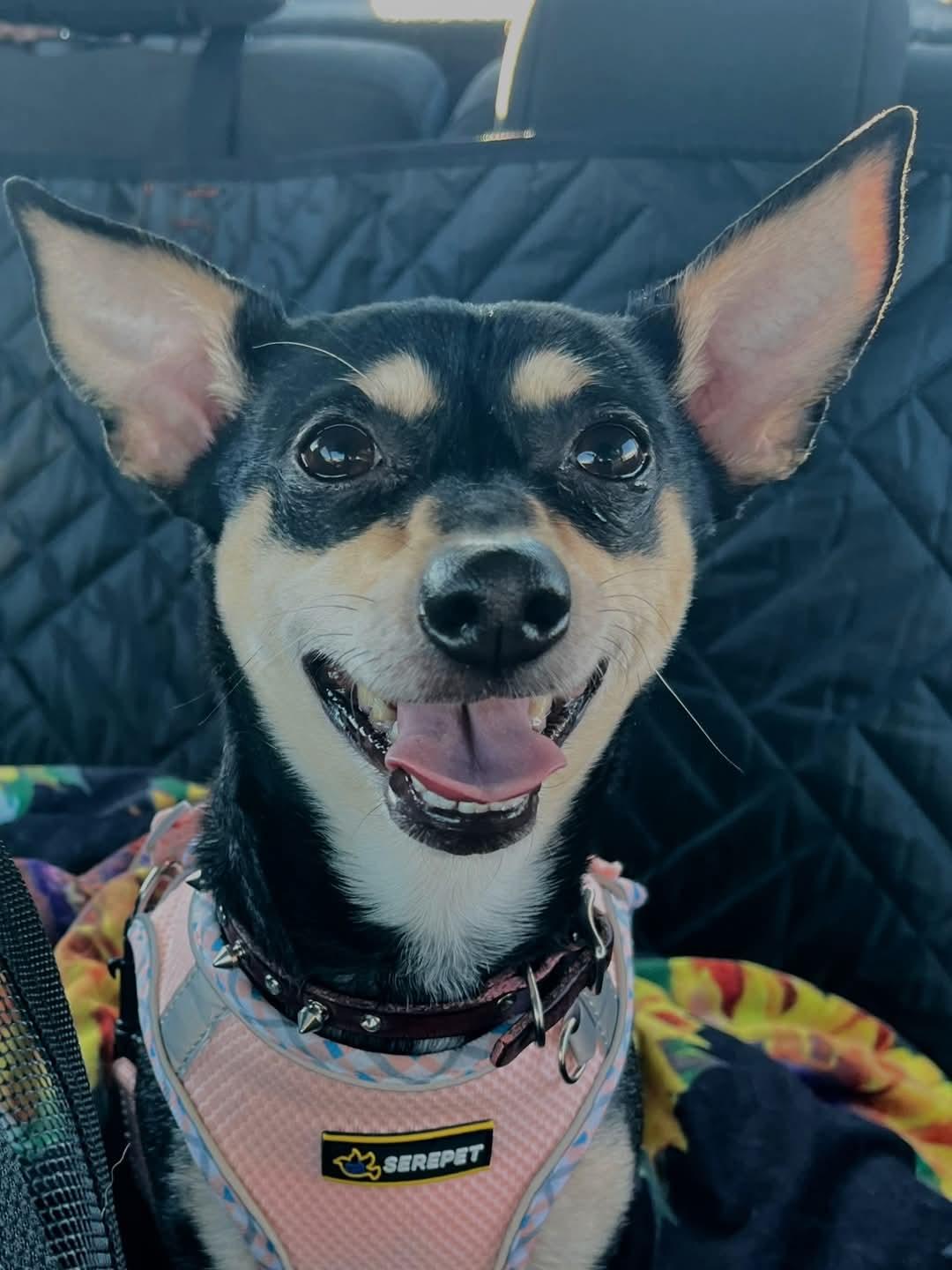 Enlarge Hollee, a Adoptable mixed breed in Sawyer, ND image 1/6