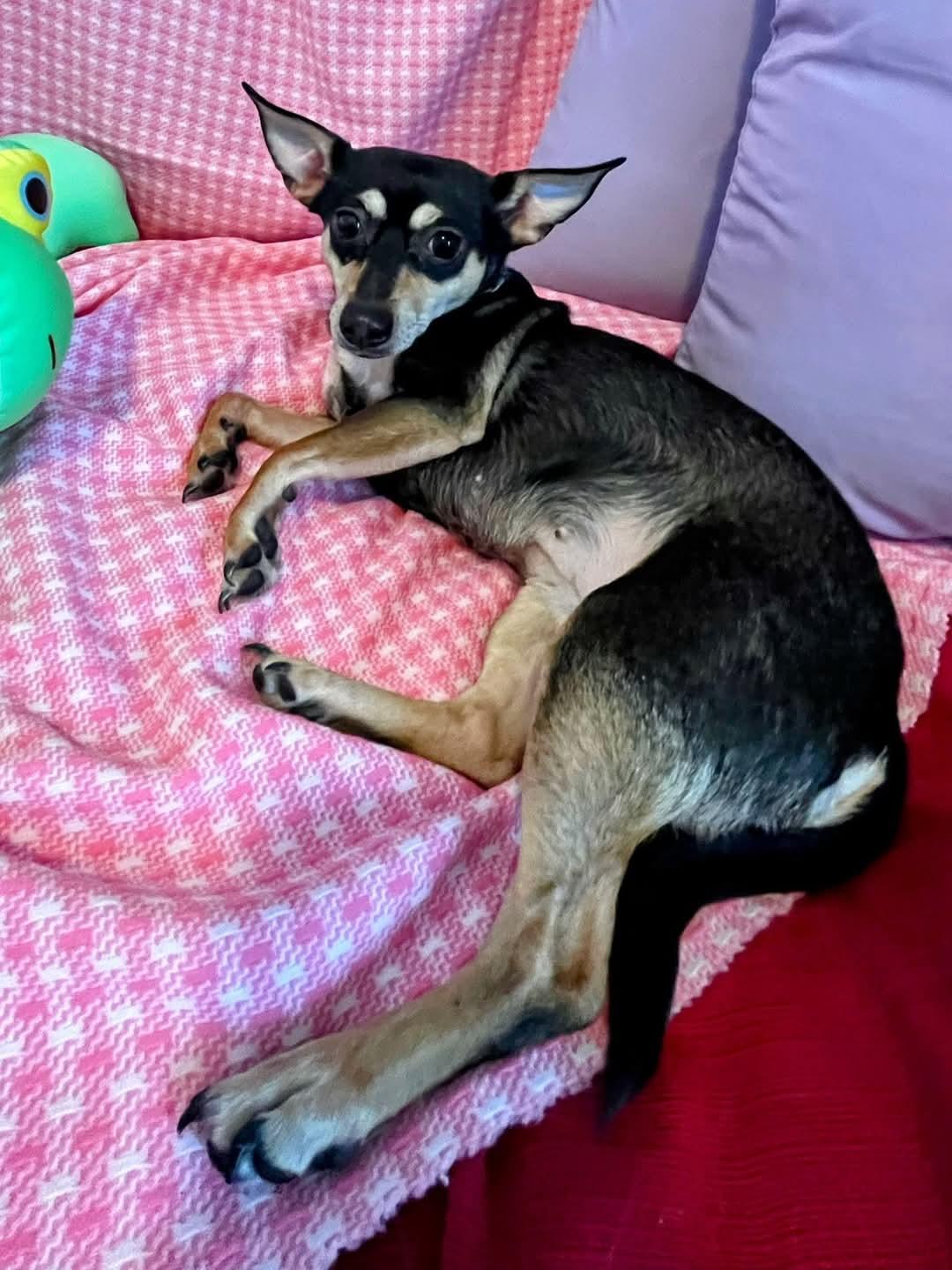 Enlarge Hollee, a Adoptable mixed breed in Sawyer, ND image 2/6