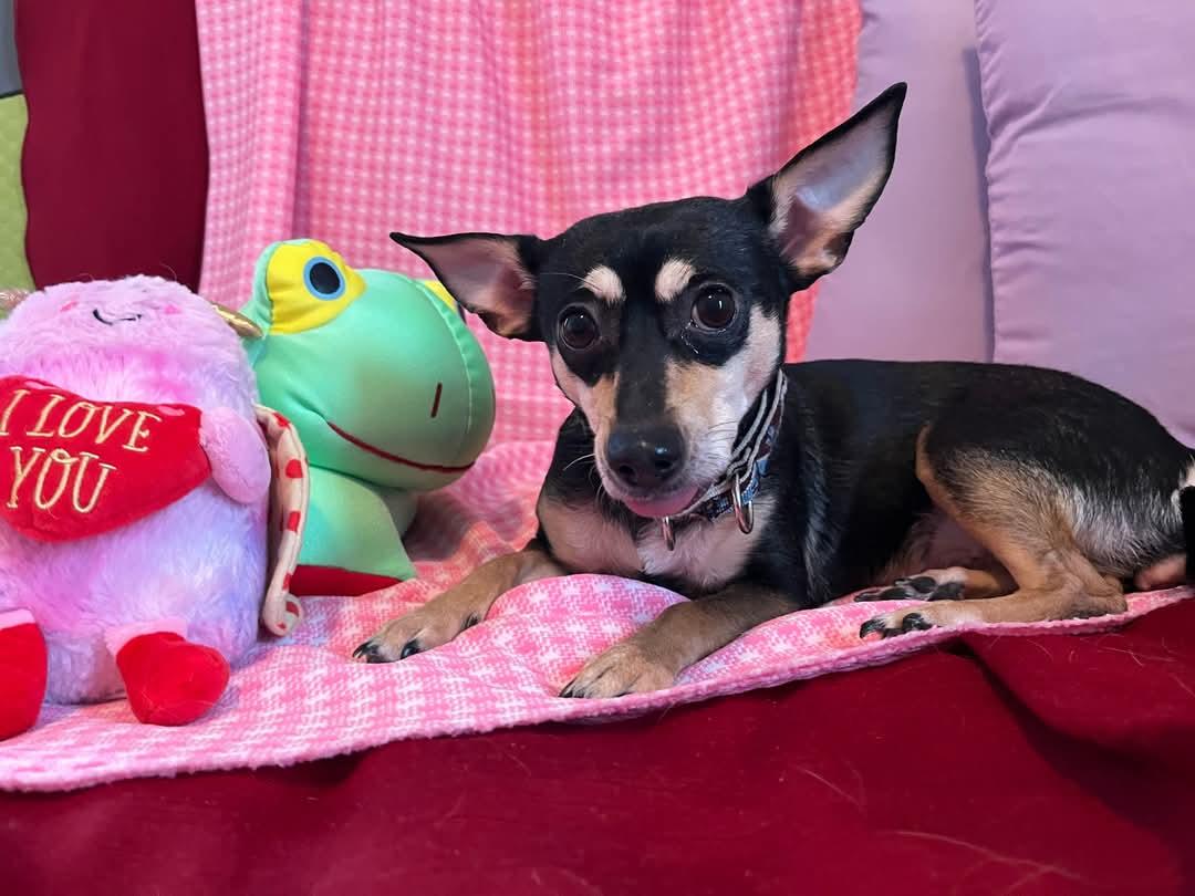 Enlarge Hollee, a Adoptable mixed breed in Sawyer, ND image 3/6