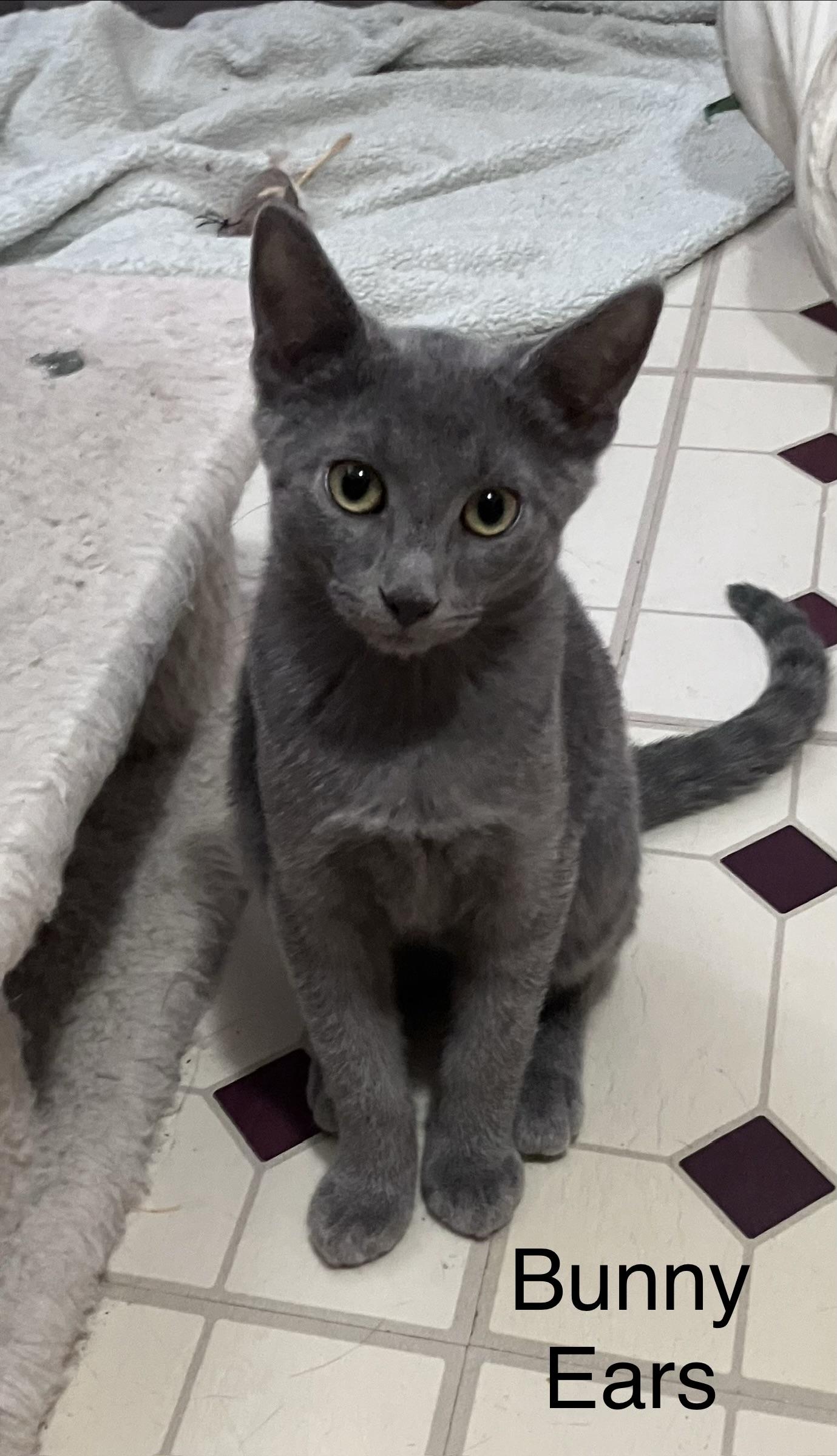 Bunny Ears, Adoptable, Kitten Male Domestic Short Hair.