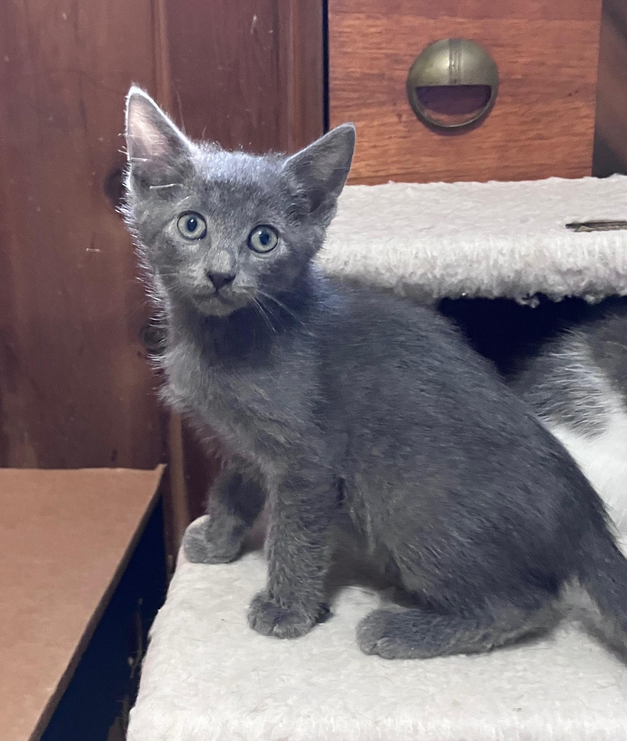 Enlarge Bunny Ears, a Adoptable Domestic Short Hair in Highland, IN image 2/2