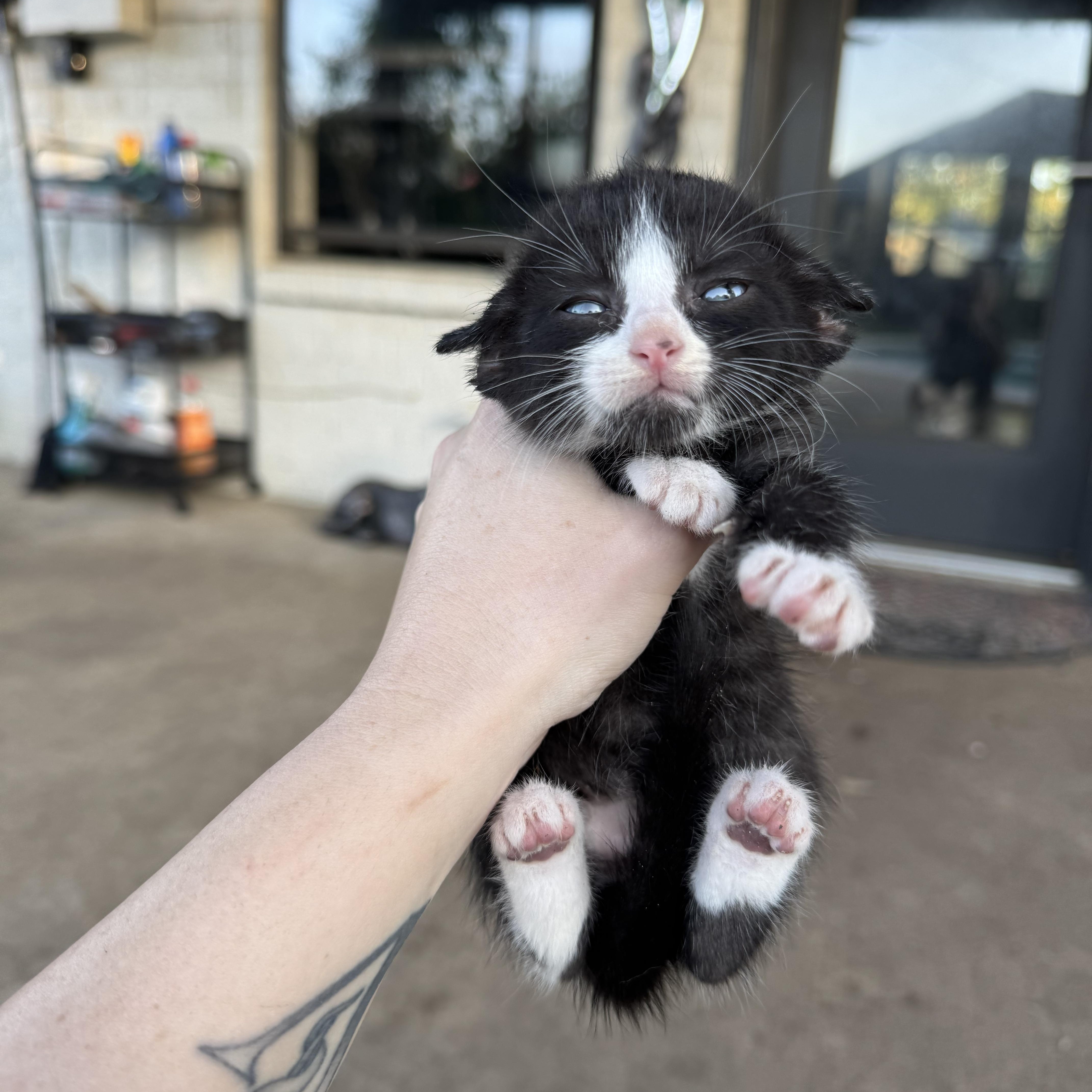 Enlarge BlueBerry Iphone, a Adopted Domestic Short Hair in North Richland Hills, TX image 1/3