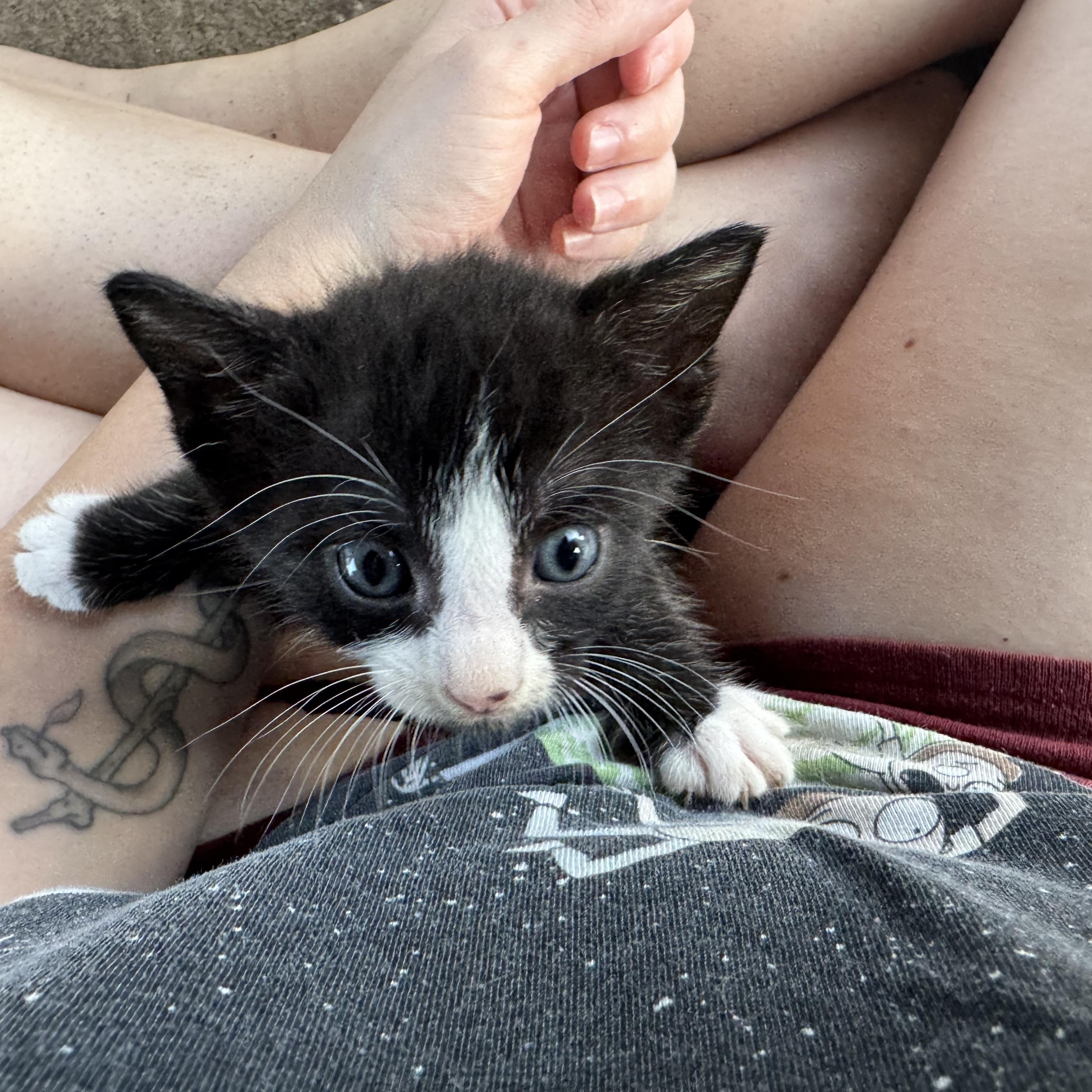 Enlarge BlueBerry Iphone, a Adopted Domestic Short Hair in North Richland Hills, TX image 3/3