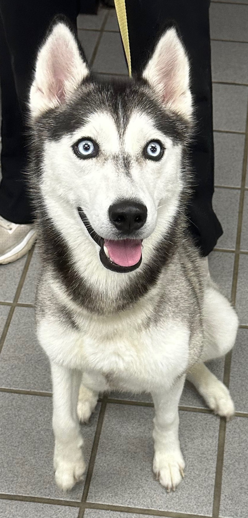 Enlarge MISHA, a Adopted Siberian Husky in Lake Helen, FL image 1/1