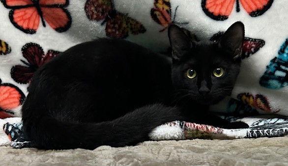 Enlarge 250847  Ester, a Adopted Domestic Short Hair in Wetumpka, AL image 1/2