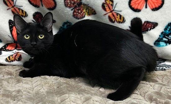 Enlarge 250847  Ester, a Adopted Domestic Short Hair in Wetumpka, AL image 2/2