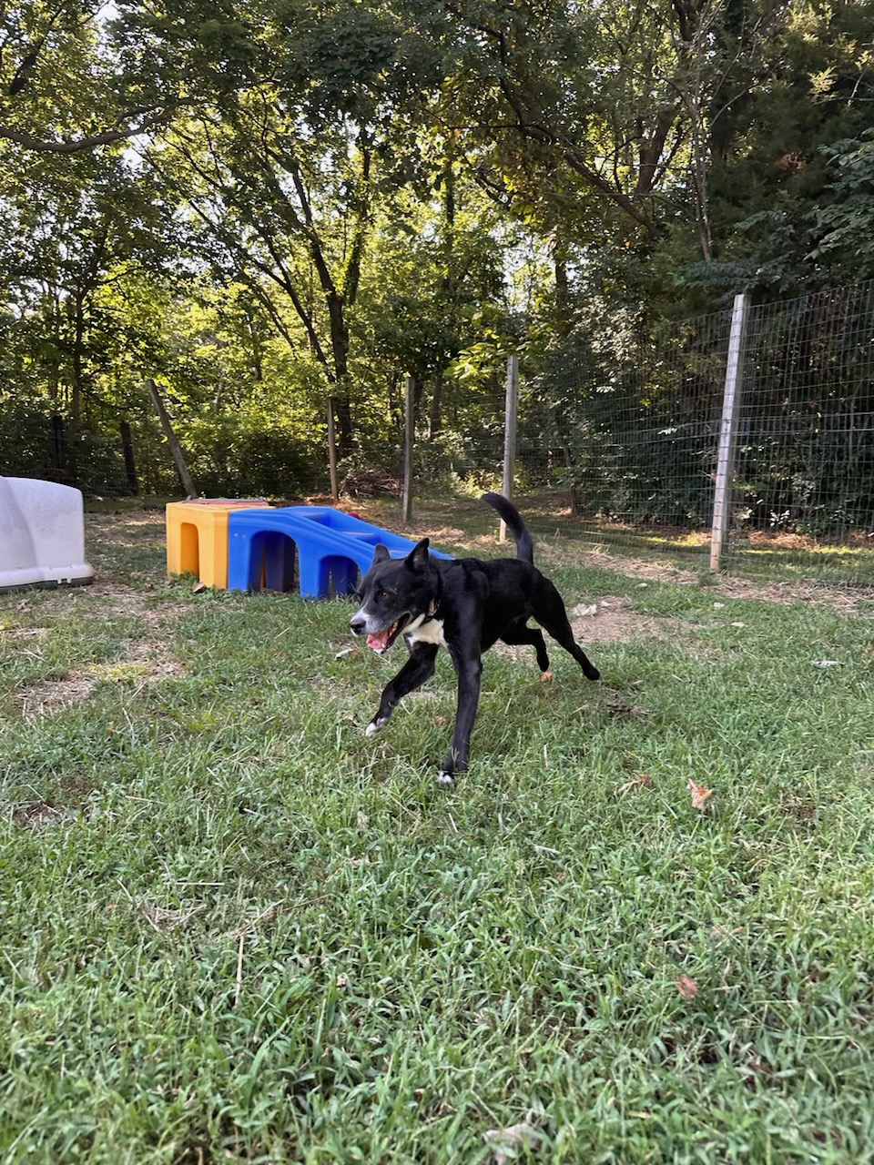 Enlarge Deogi, a Adoptable mixed breed in Parkville, MO image 3/12