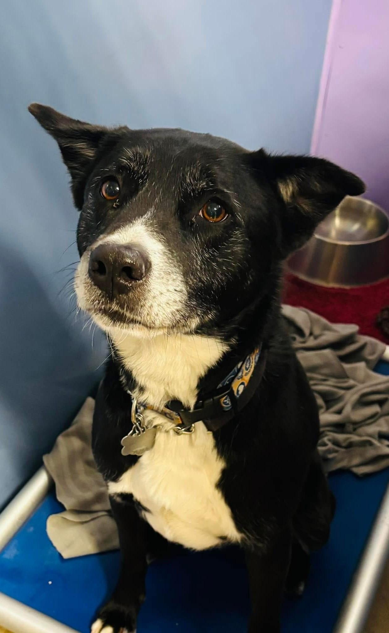 Enlarge Deogi, a Adoptable mixed breed in Parkville, MO image 1/12