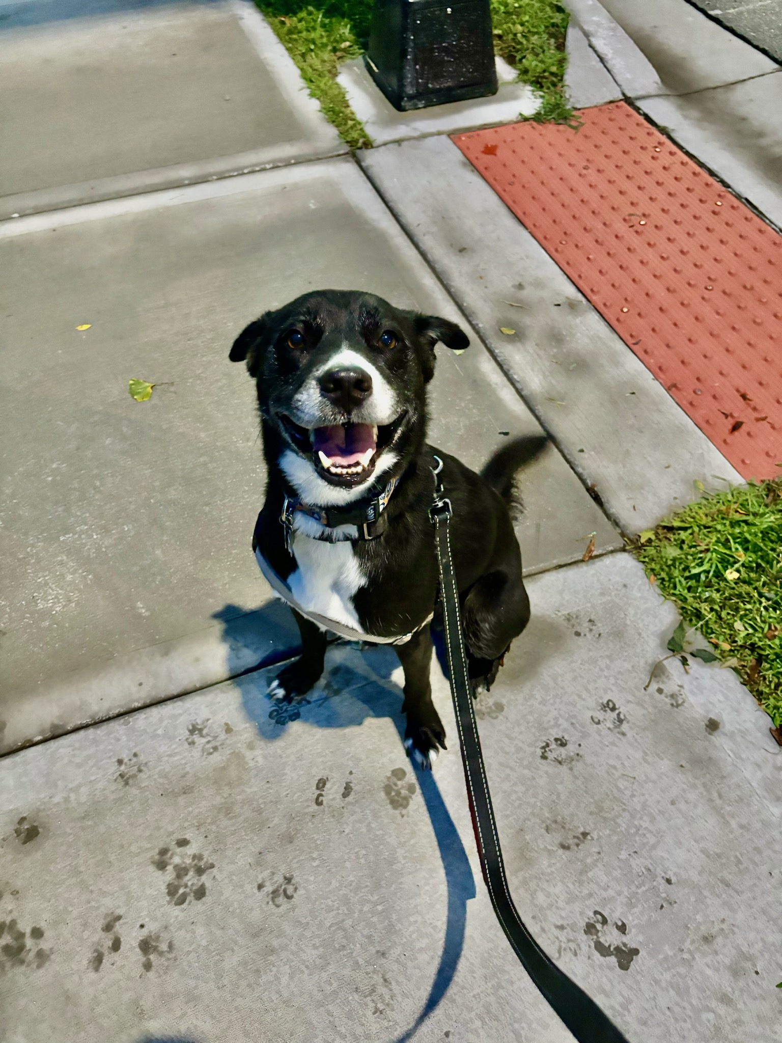Enlarge Deogi, a Adoptable mixed breed in Parkville, MO image 4/12