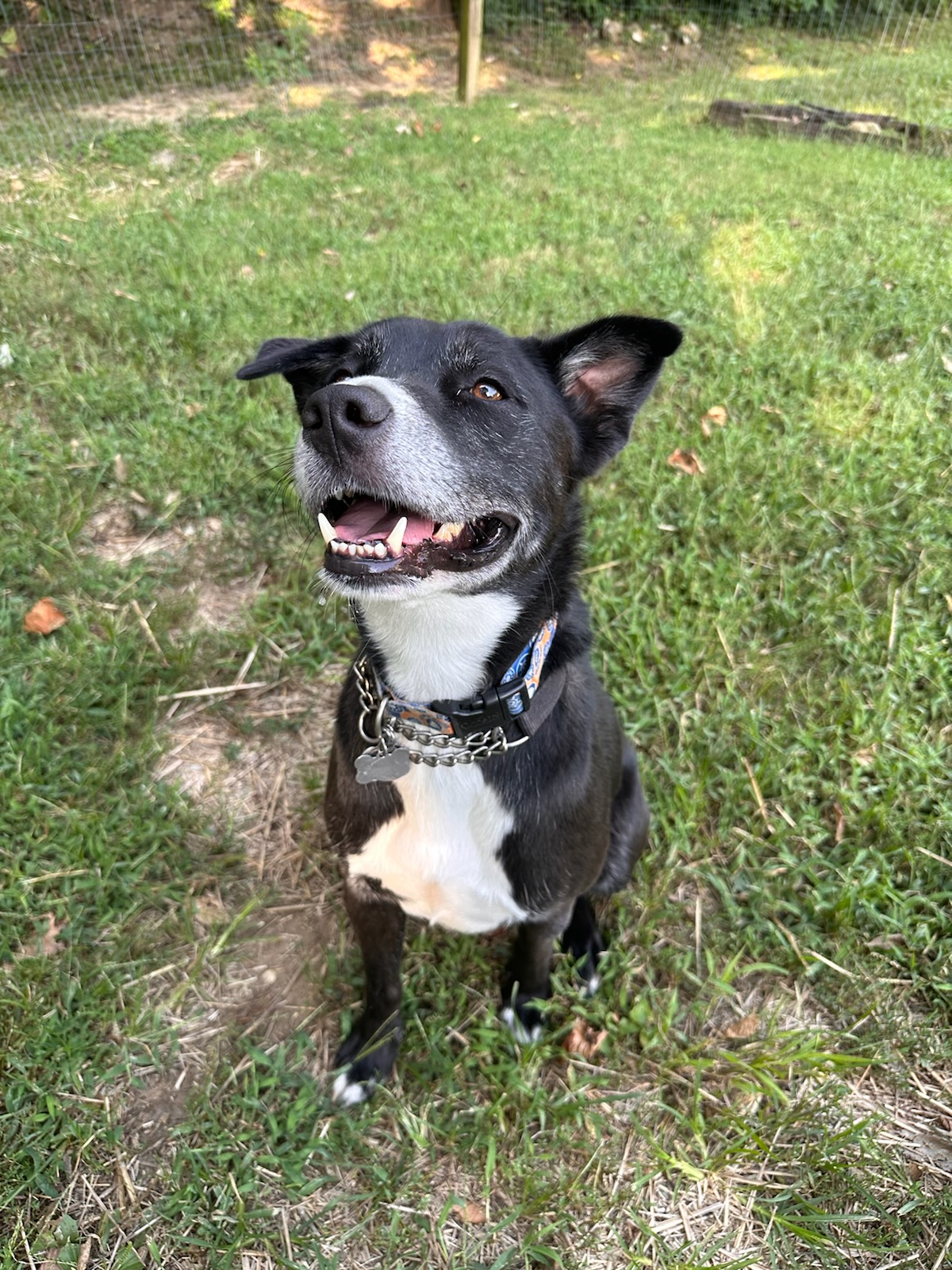 Enlarge Deogi, a Adoptable mixed breed in Parkville, MO image 6/12