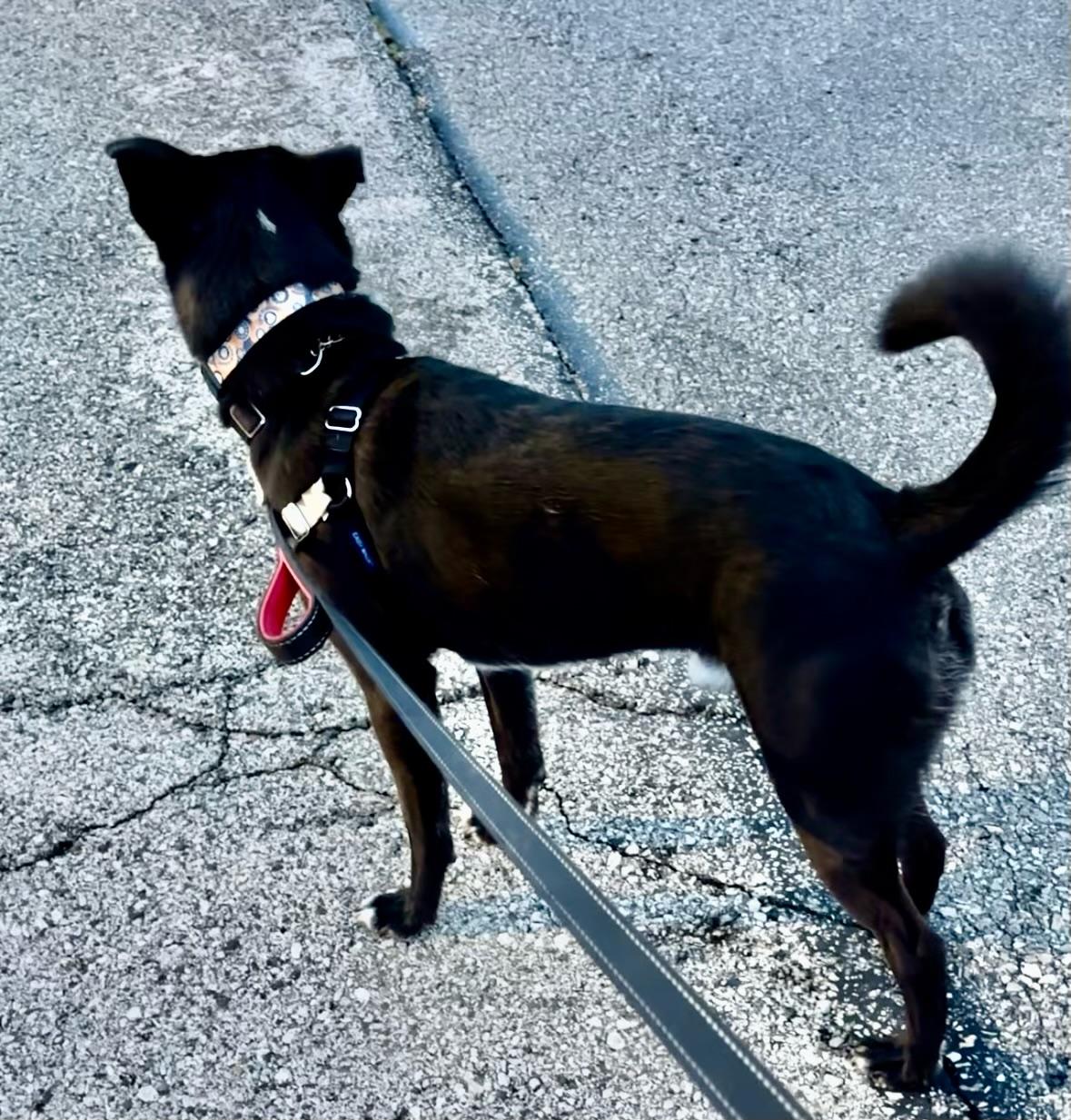 Enlarge Deogi, a Adoptable mixed breed in Parkville, MO image 10/12