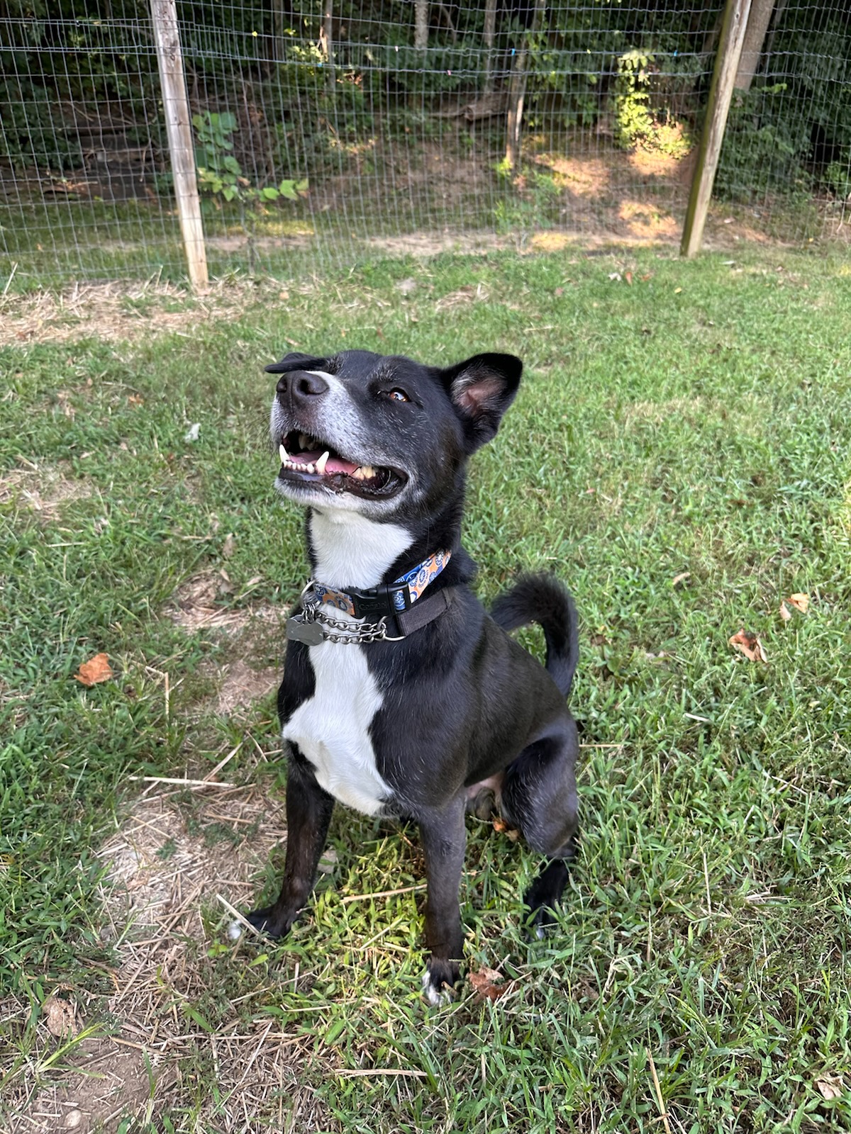 Enlarge Deogi, a Adoptable mixed breed in Parkville, MO image 9/12