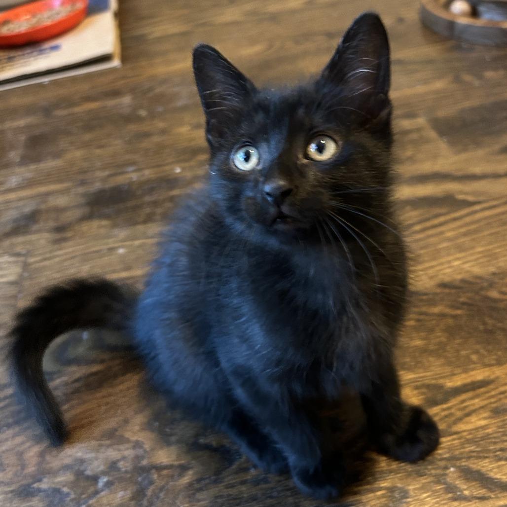 Shark, a Adoptable Domestic Short Hair in Richmond, VA image 1/5