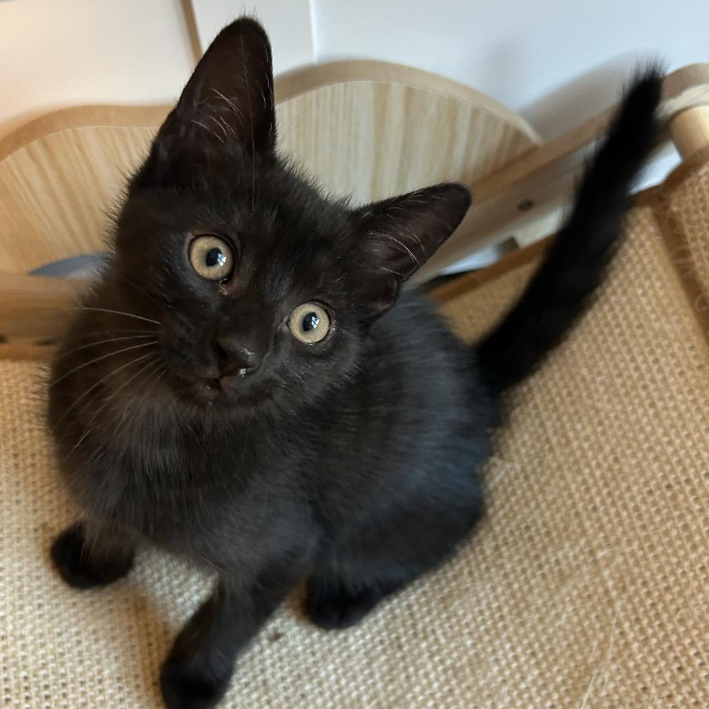 Shark, a Adoptable Domestic Short Hair in Richmond, VA image 2/5