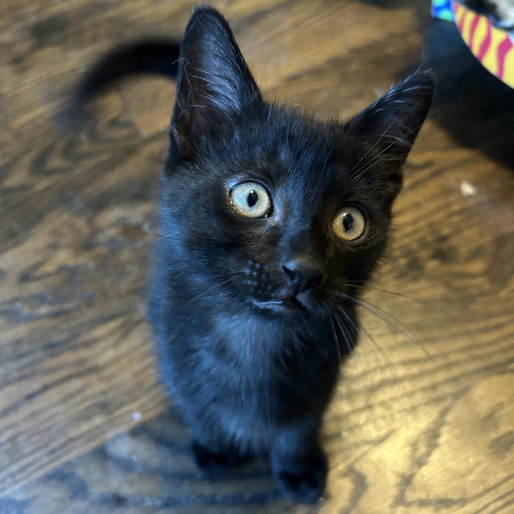 Shark, a Adoptable Domestic Short Hair in Richmond, VA image 3/5