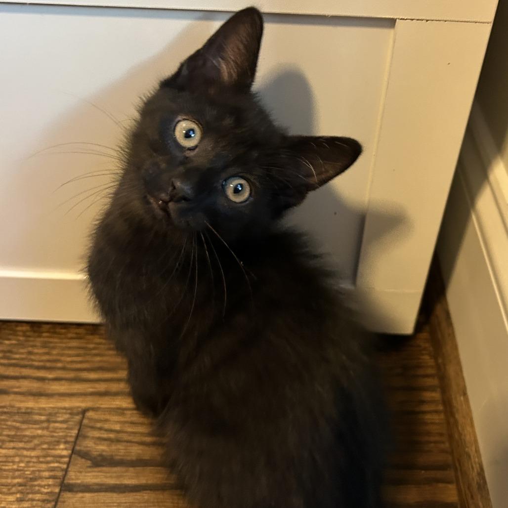 Shark, a Adoptable Domestic Short Hair in Richmond, VA image 4/5