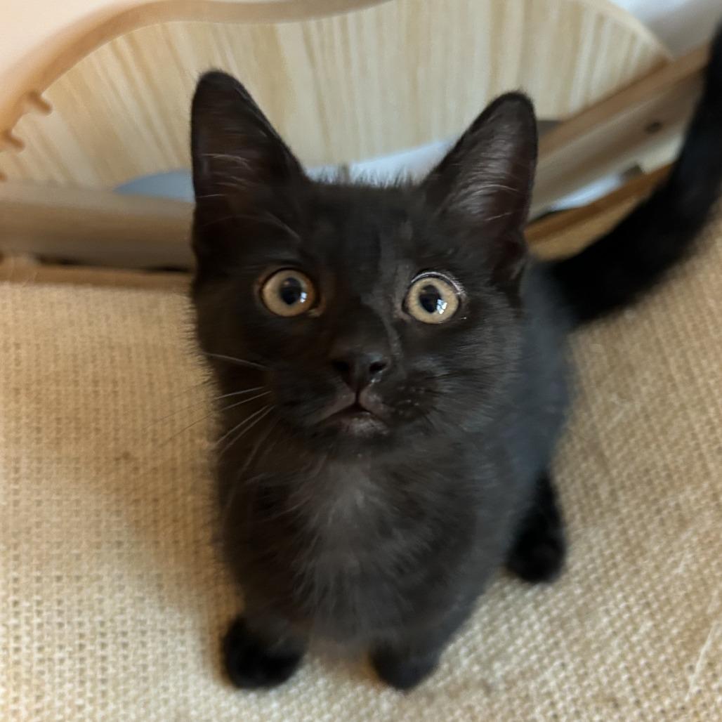 Shark, a Adoptable Domestic Short Hair in Richmond, VA image 5/5