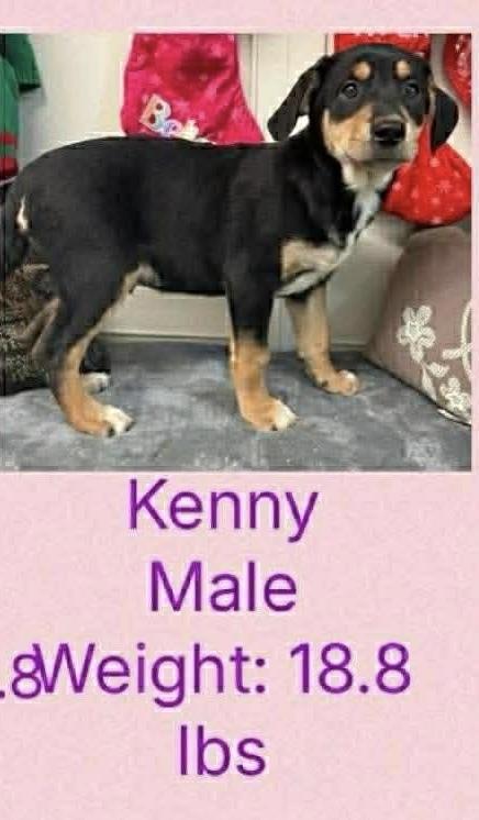 Kenny Sinclair, Adopted, Young Male Black and Tan Coonhound & Shepherd.