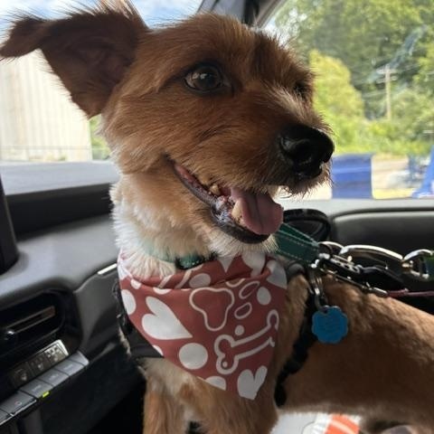 Bentley, an adopted mixed breed in Stanhope, NJ image 5/6