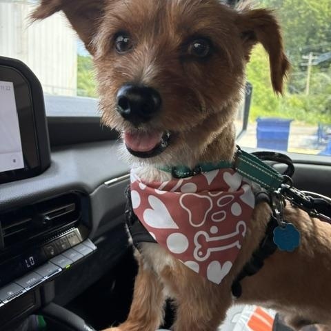 Bentley, adopted, Adult Male Yorkshire Terrier & Terrier.