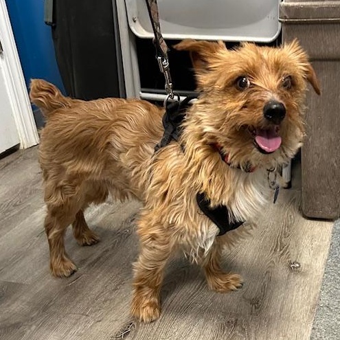 Bentley, ADOPTABLE, Adult Male Yorkshire Terrier & Terrier.
